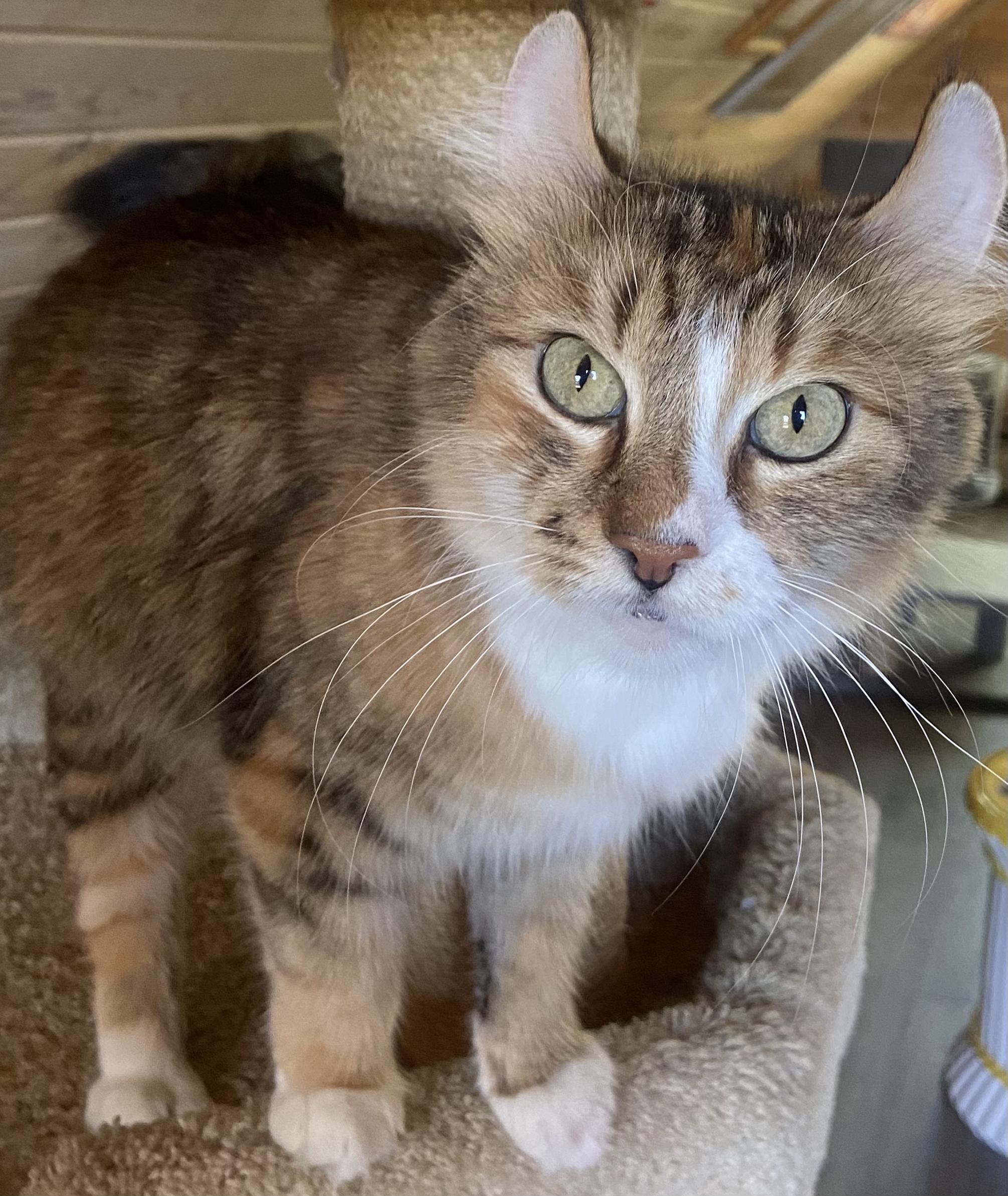 Annie was rescued from an 80 cat plus hoarding site while pregnant She gave birth in a safe and cle