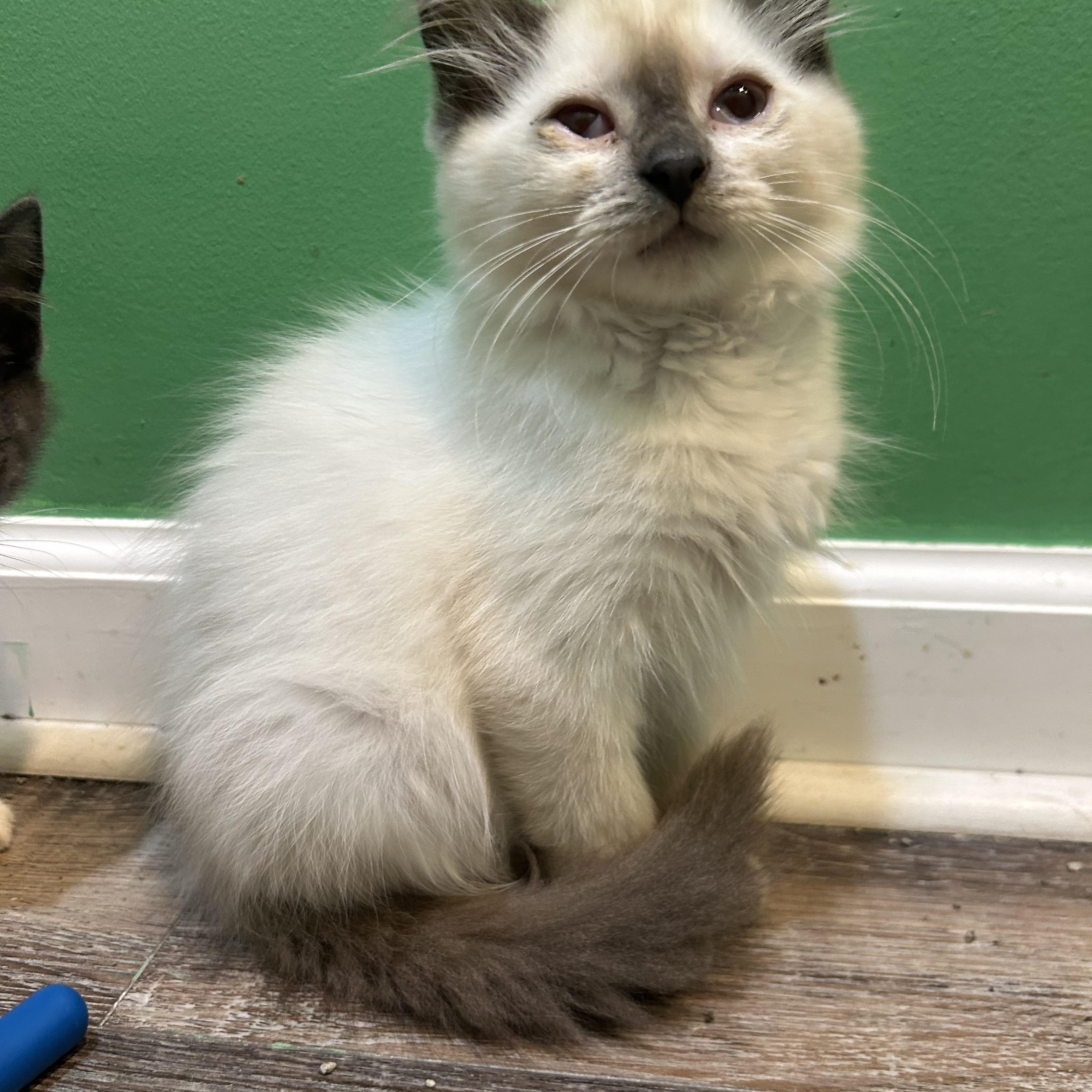 Guinevere Dw (bonded