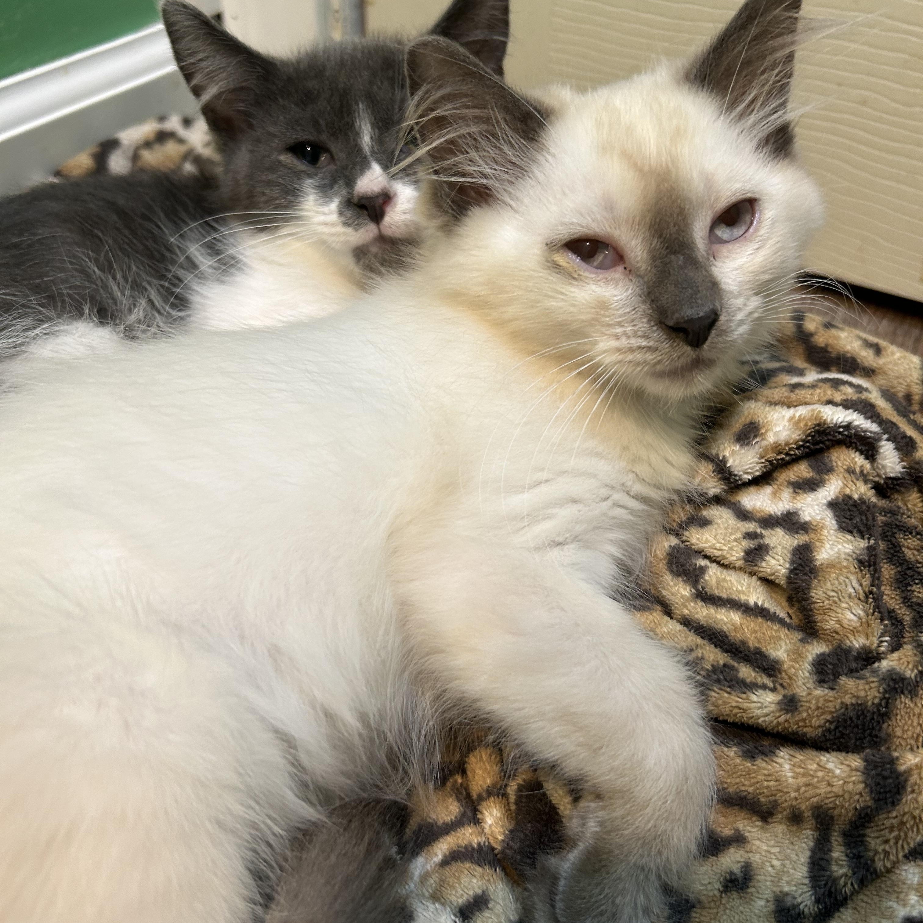 Guinevere Dw  (bonded thumbnail 4