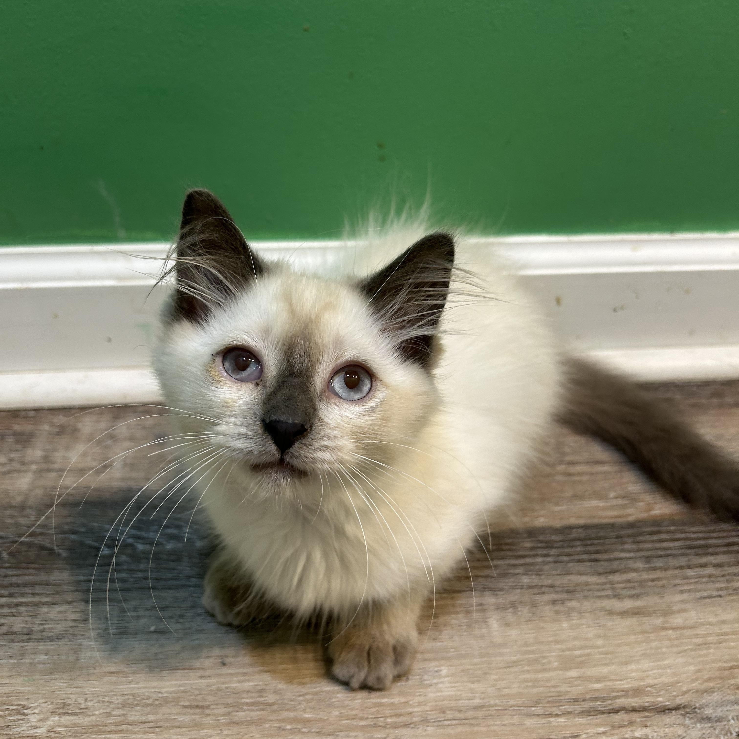 Guinevere Dw  (bonded thumbnail 3