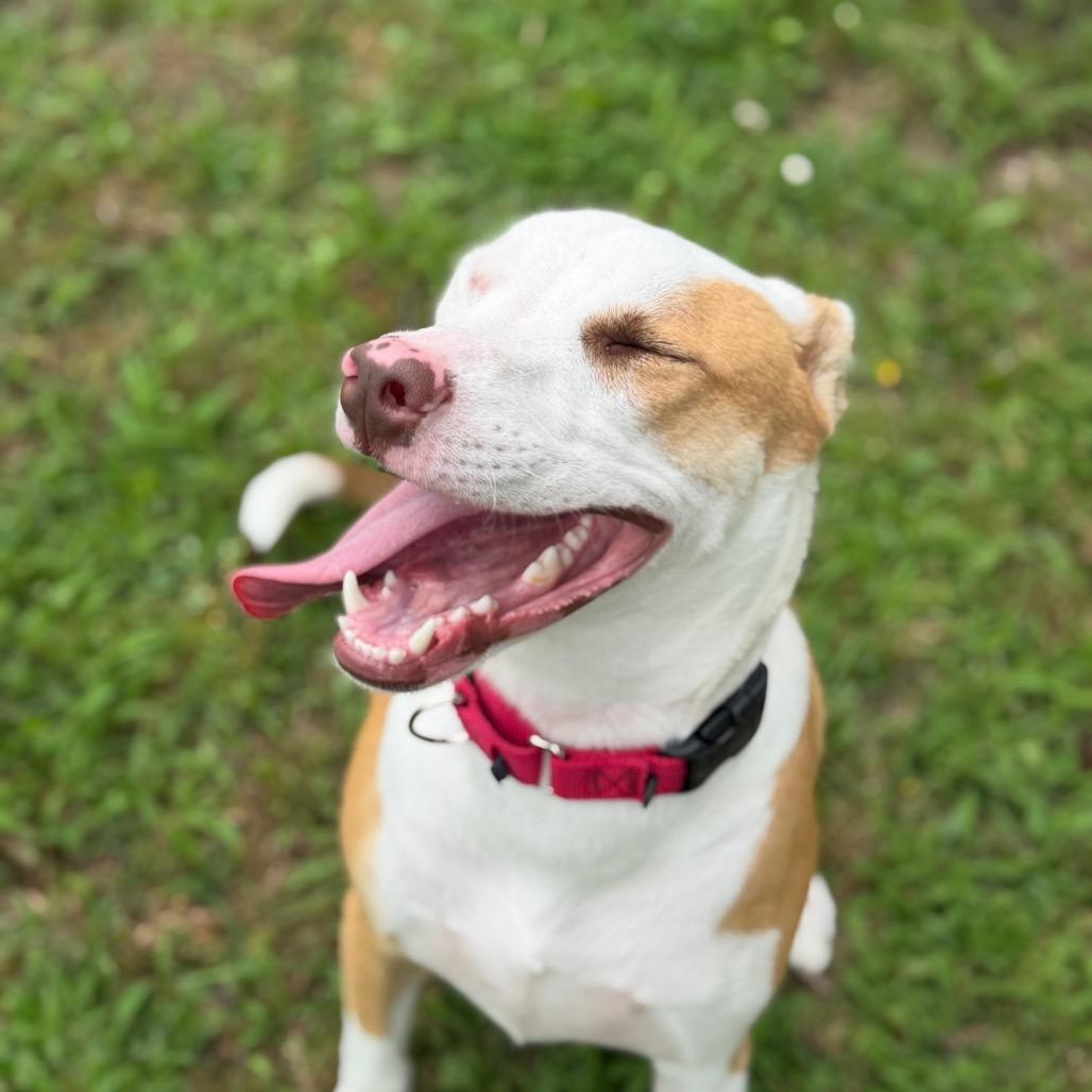 Leonardo, a Adoptable mixed breed in Tulsa, OK image 1/5