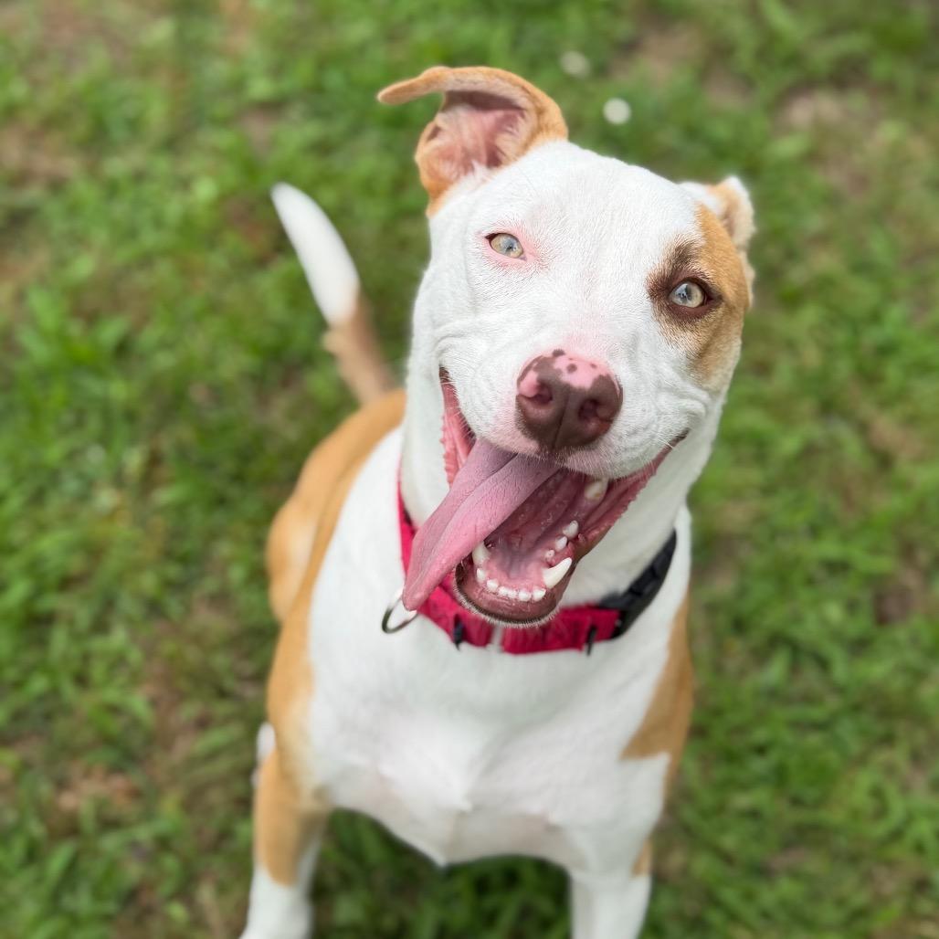 Leonardo, a Adoptable mixed breed in Tulsa, OK image 2/5