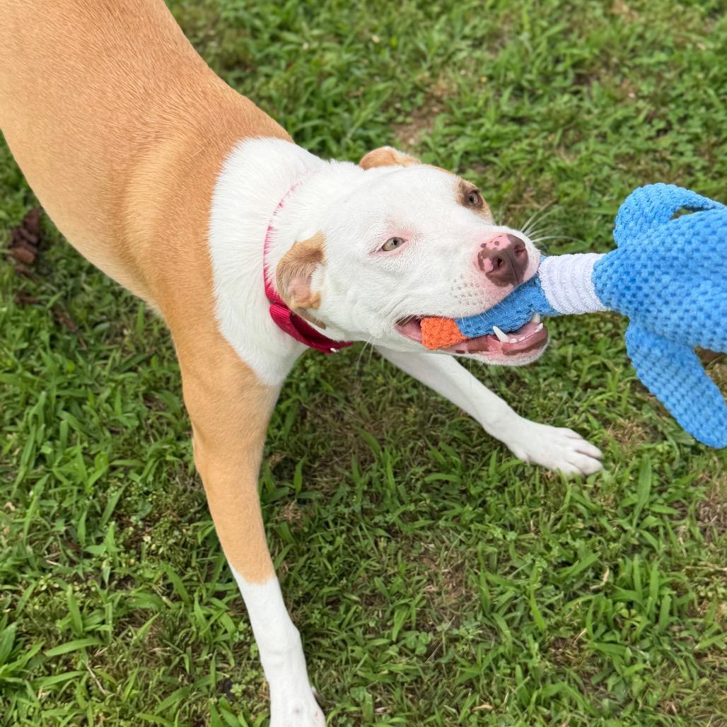 Leonardo, a Adoptable mixed breed in Tulsa, OK image 3/5