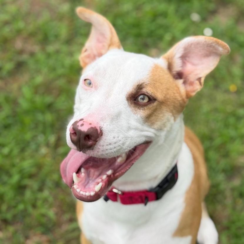 Leonardo, a Adoptable mixed breed in Tulsa, OK image 4/5