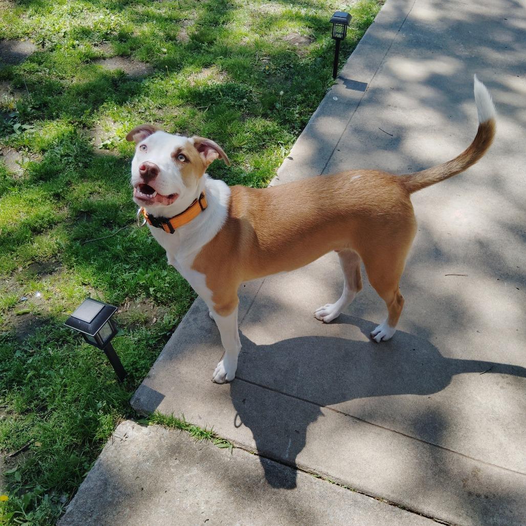 Leonardo, a Adoptable mixed breed in Tulsa, OK image 5/5