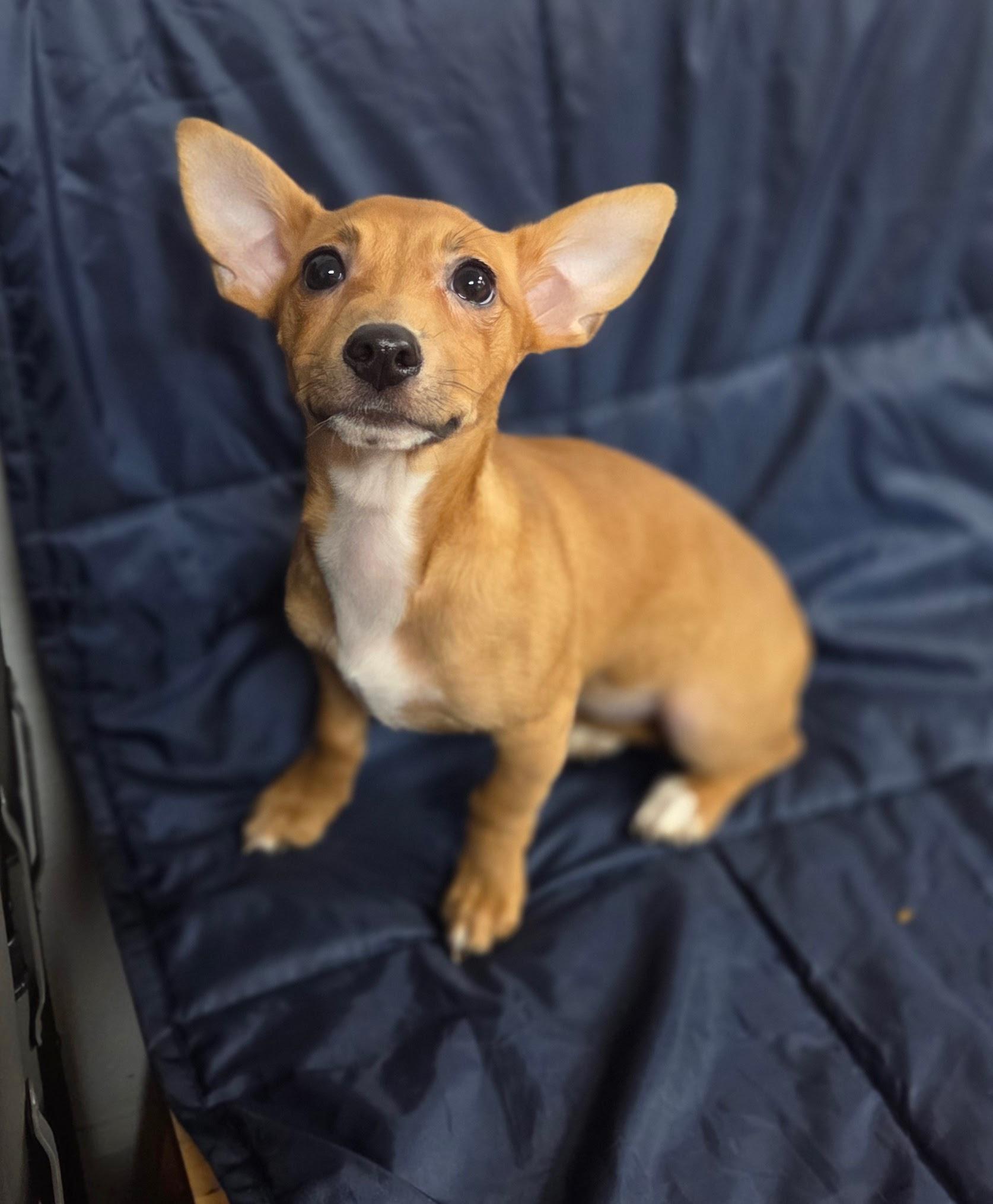 Enlarge Starburst, a Adoptable mixed breed in Eugene, OR image 1/2