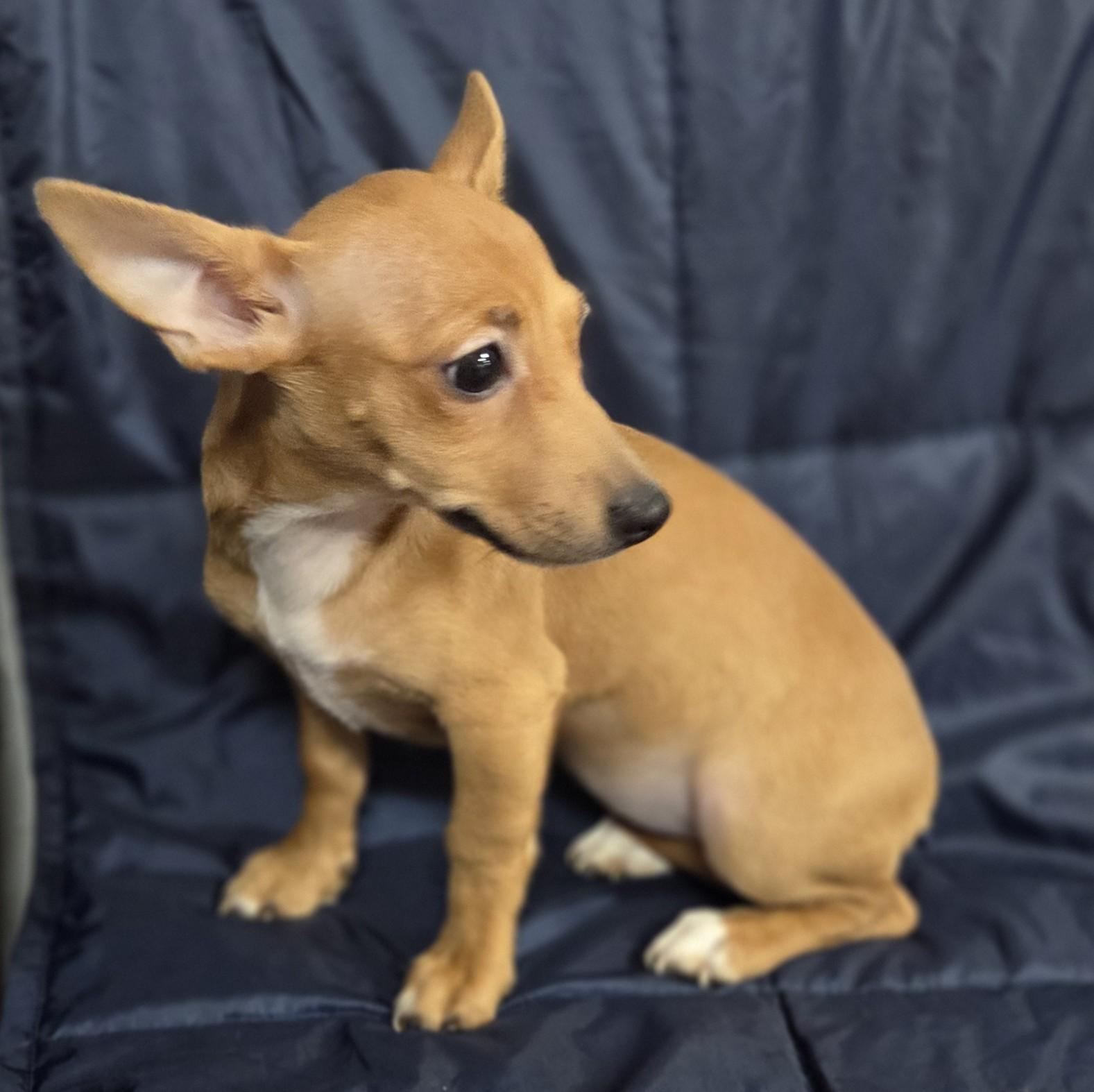 Enlarge Starburst, a Adoptable mixed breed in Eugene, OR image 2/2