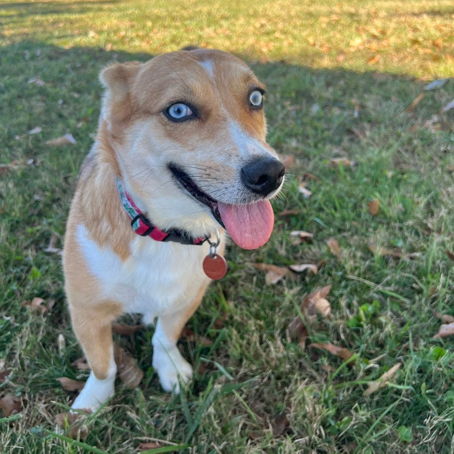 Molly, Adoptable, Young Female Corgi.