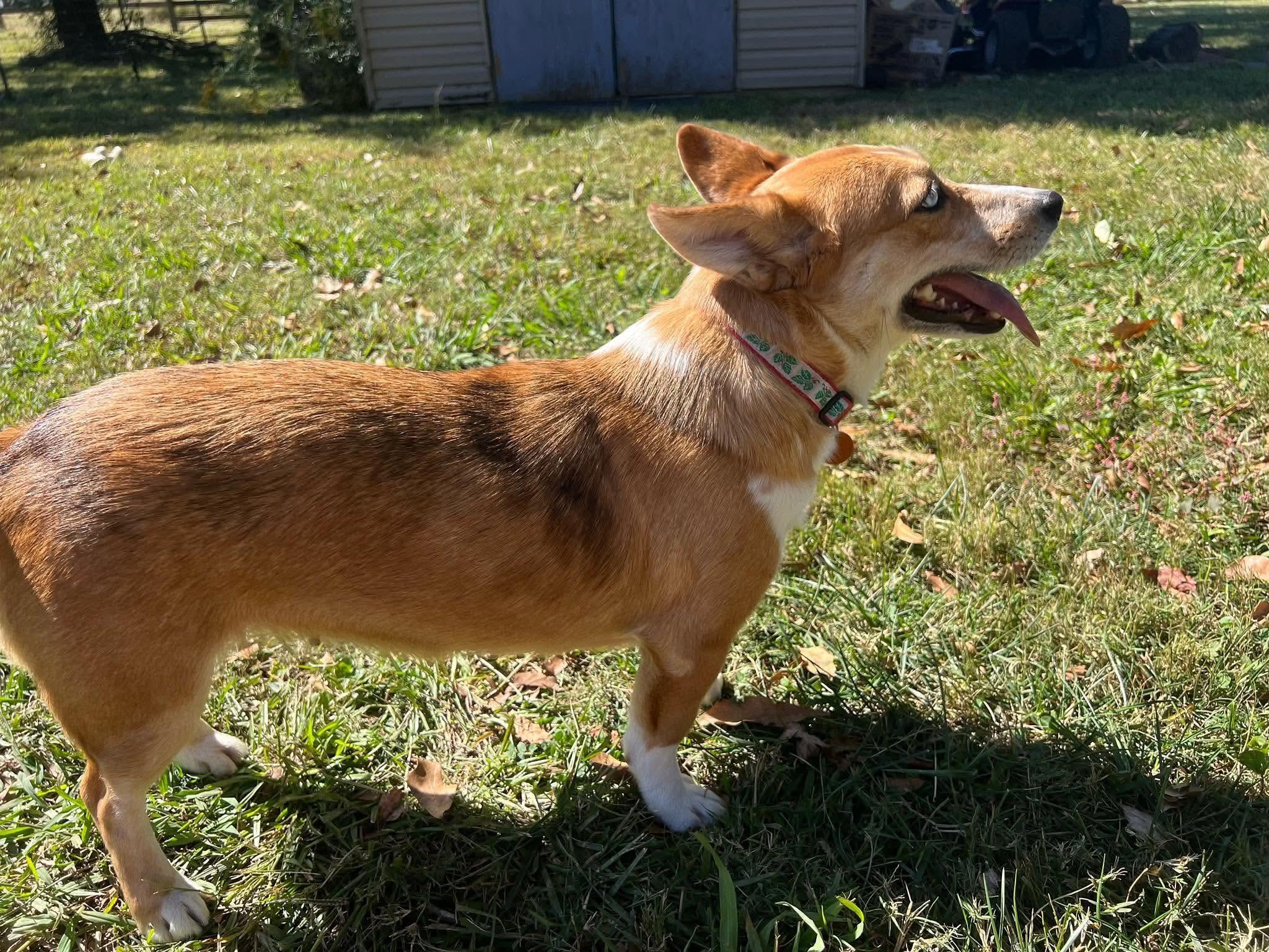 Enlarge Molly, a Adoptable mixed breed in Smithfield, RI image 4/6