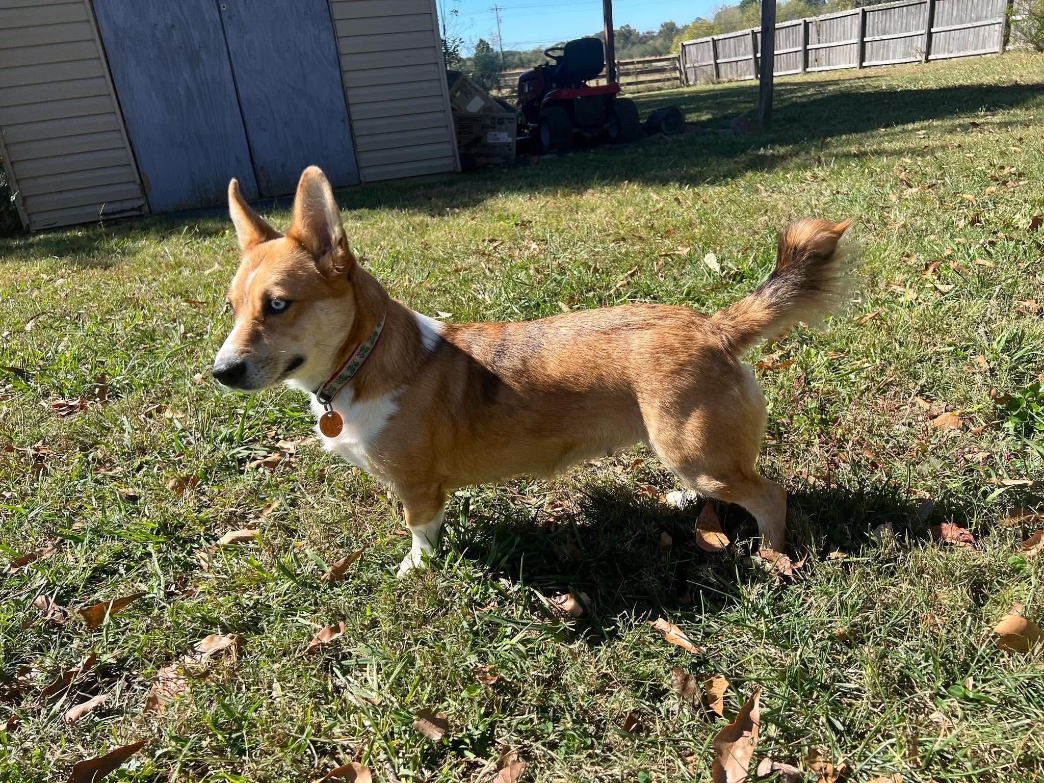 Enlarge Molly, a Adoptable mixed breed in Smithfield, RI image 2/6