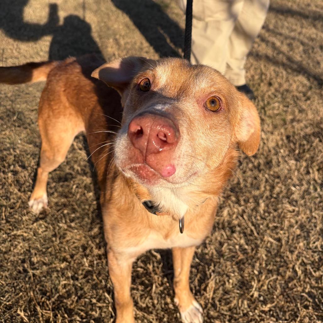 Rocket, Adoptable, Adult Male Labrador Retriever.