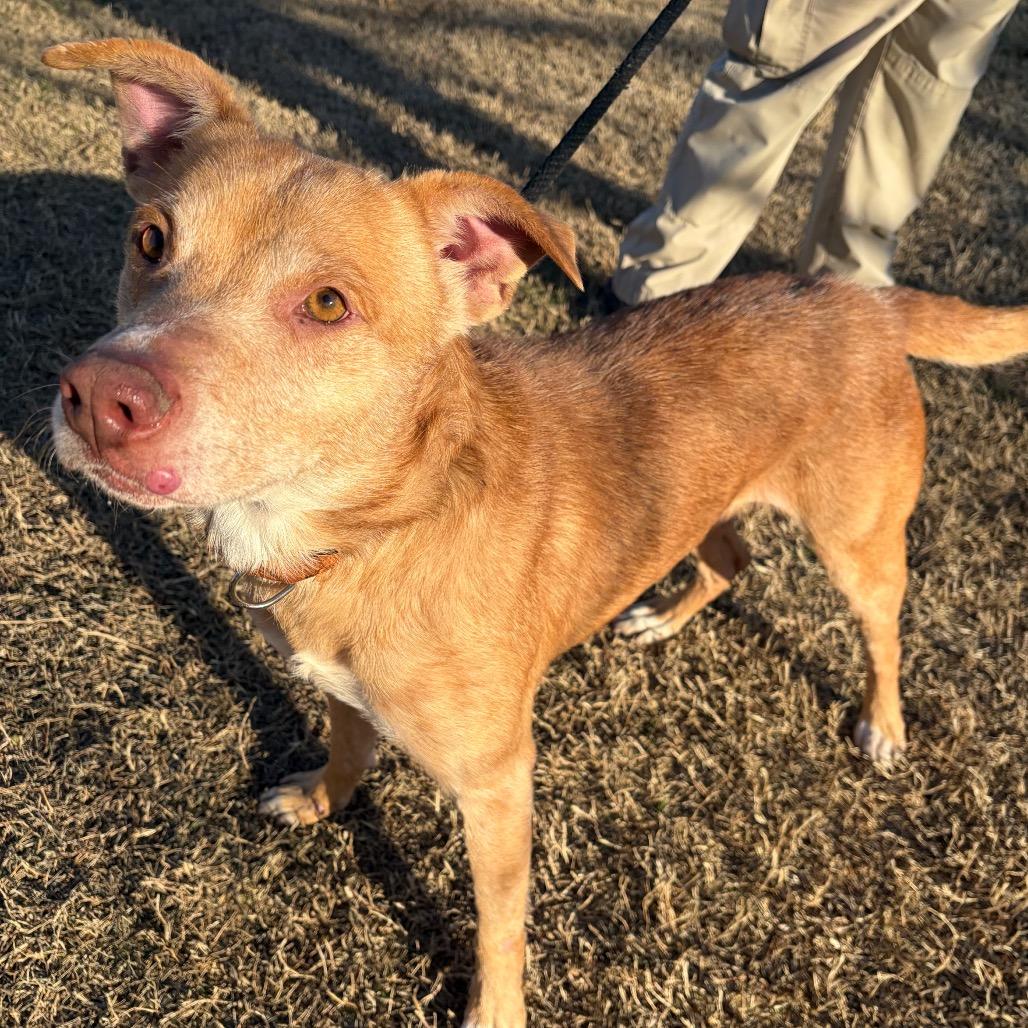 Rocket, Adoptable, Adult Male Labrador Retriever.