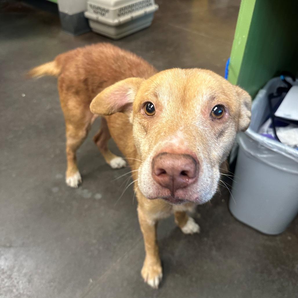 Rocket, Adoptable, Adult Male Labrador Retriever.