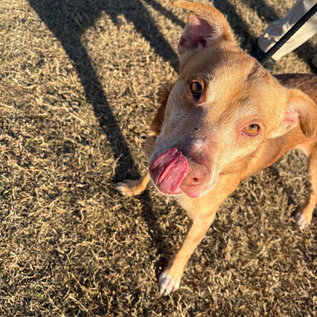 Enlarge Rocket, a Adoptable Labrador Retriever in Norman, OK image 3/6