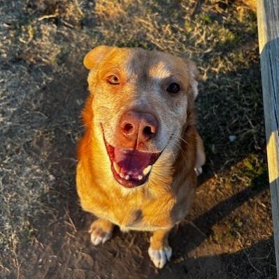 Enlarge Rocket, a Adoptable Labrador Retriever in Norman, OK image 2/6