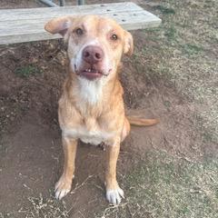 Enlarge Rocket, a Adoptable Labrador Retriever in Norman, OK image 3/6