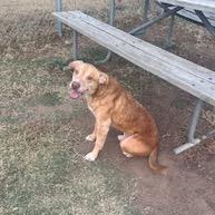 Enlarge Rocket, a Adoptable Labrador Retriever in Norman, OK image 4/6