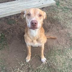Enlarge Rocket, a Adoptable Labrador Retriever in Norman, OK image 6/6