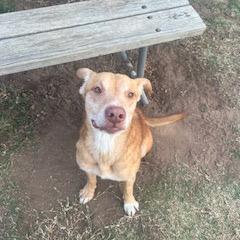 Enlarge Rocket, a Adoptable Labrador Retriever in Norman, OK image 5/6