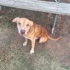 Enlarge Rocket, a Adoptable Labrador Retriever in Norman, OK image 6/6