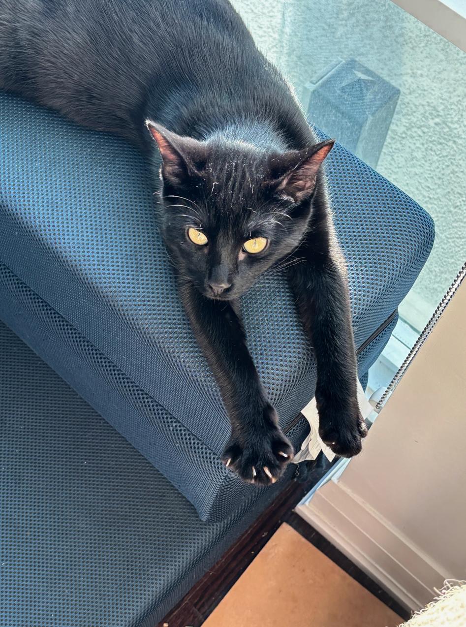 Enlarge Mocha *MUST BE ADOPTED WITH MOOMOO*, a Adoptable Domestic Short Hair in Toronto, ON image 4/5