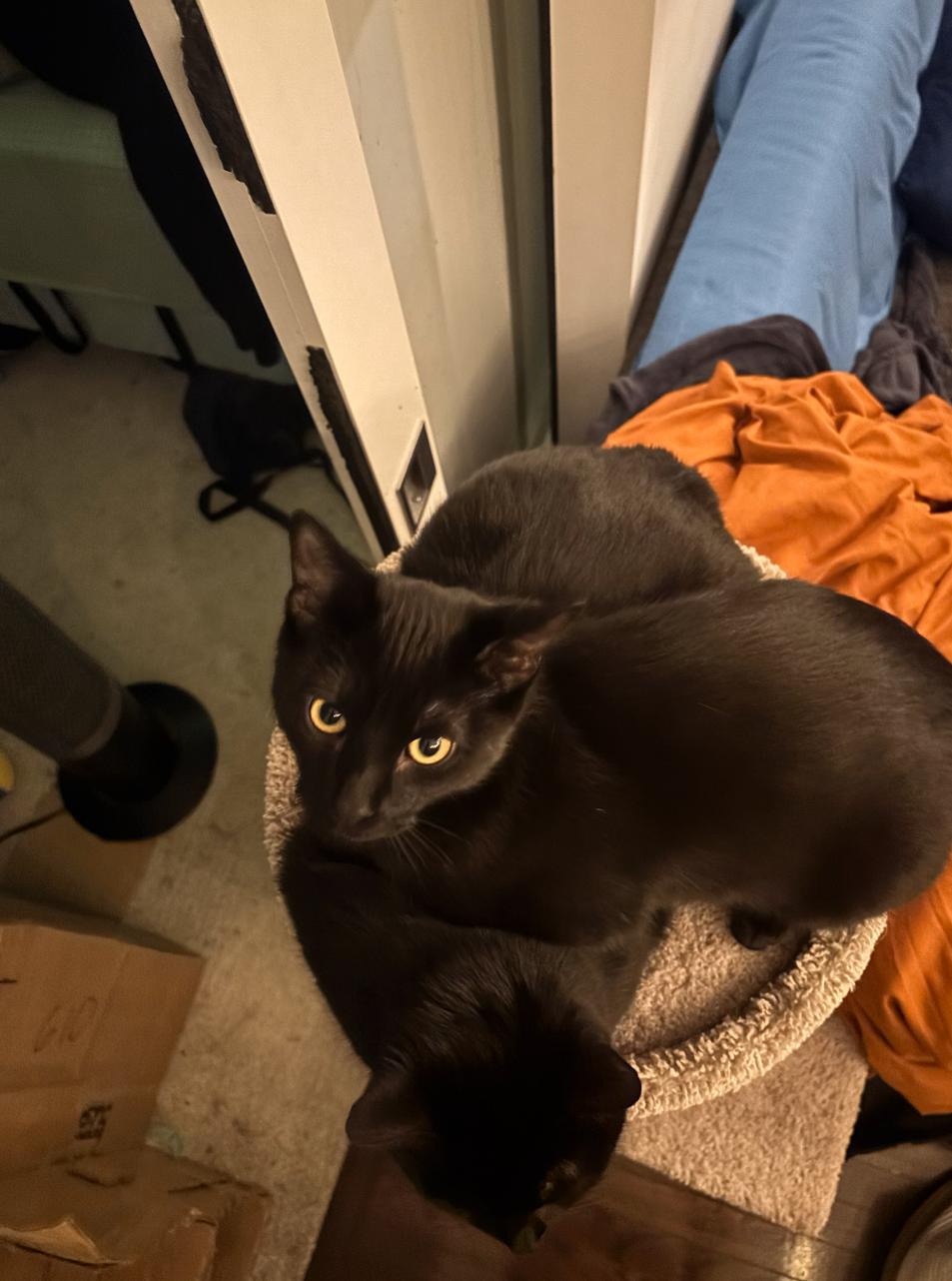 Enlarge Mocha *MUST BE ADOPTED WITH MOOMOO*, a Adoptable Domestic Short Hair in Toronto, ON image 5/5