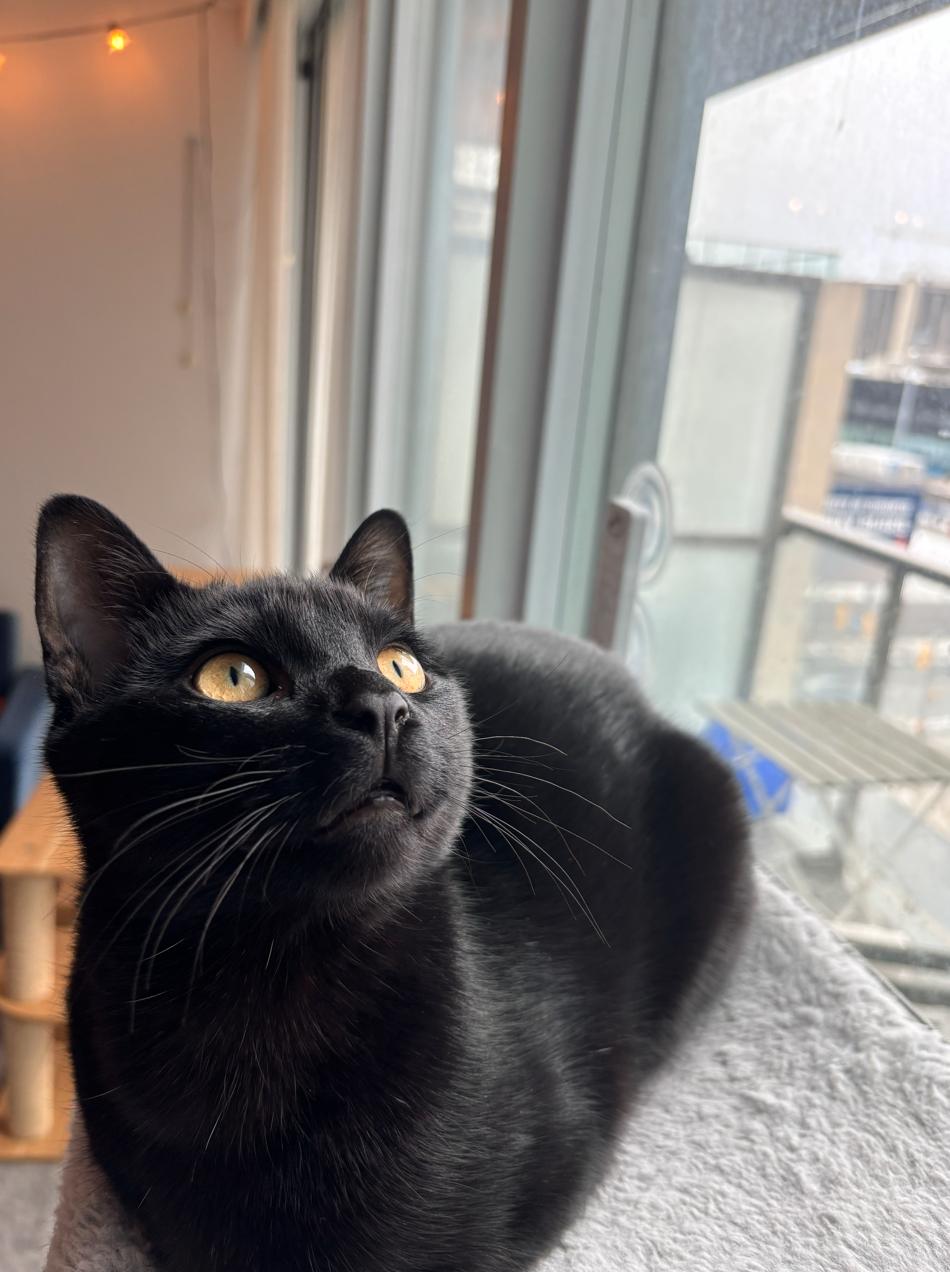 Enlarge Mocha *MUST BE ADOPTED WITH MOOMOO*, a Adoptable Domestic Short Hair in Toronto, ON image 3/5