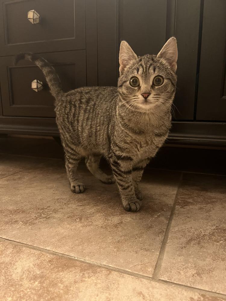 Enlarge Owl, a Adoptable Domestic Short Hair in Oak Park, MI image 1/2