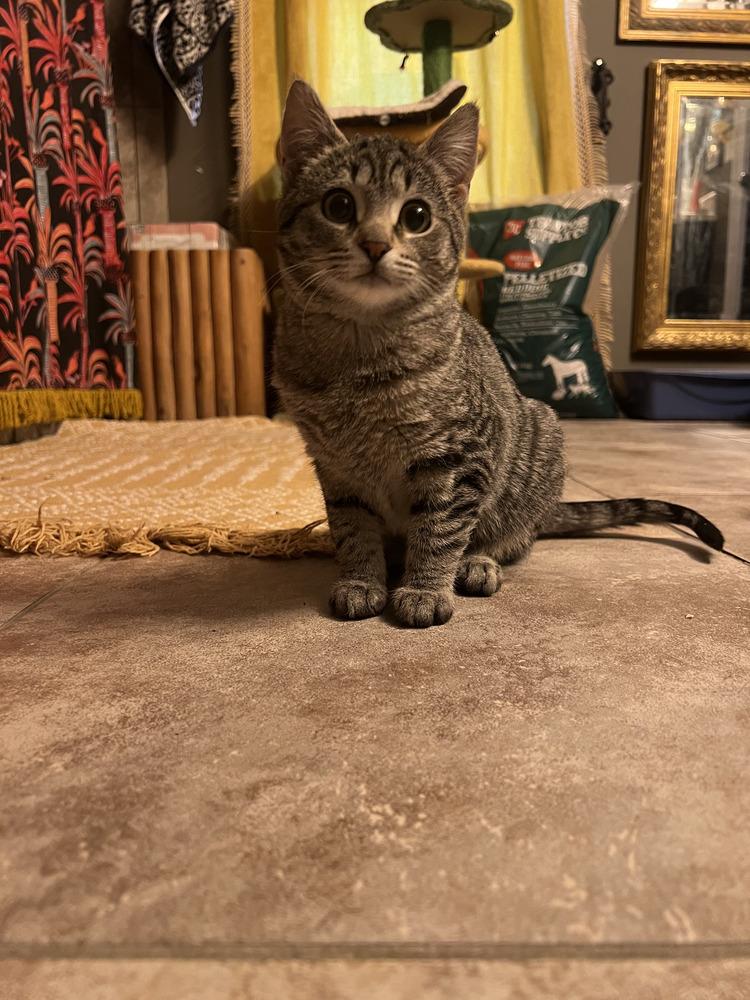 Enlarge Owl, a Adoptable Domestic Short Hair in Oak Park, MI image 2/2