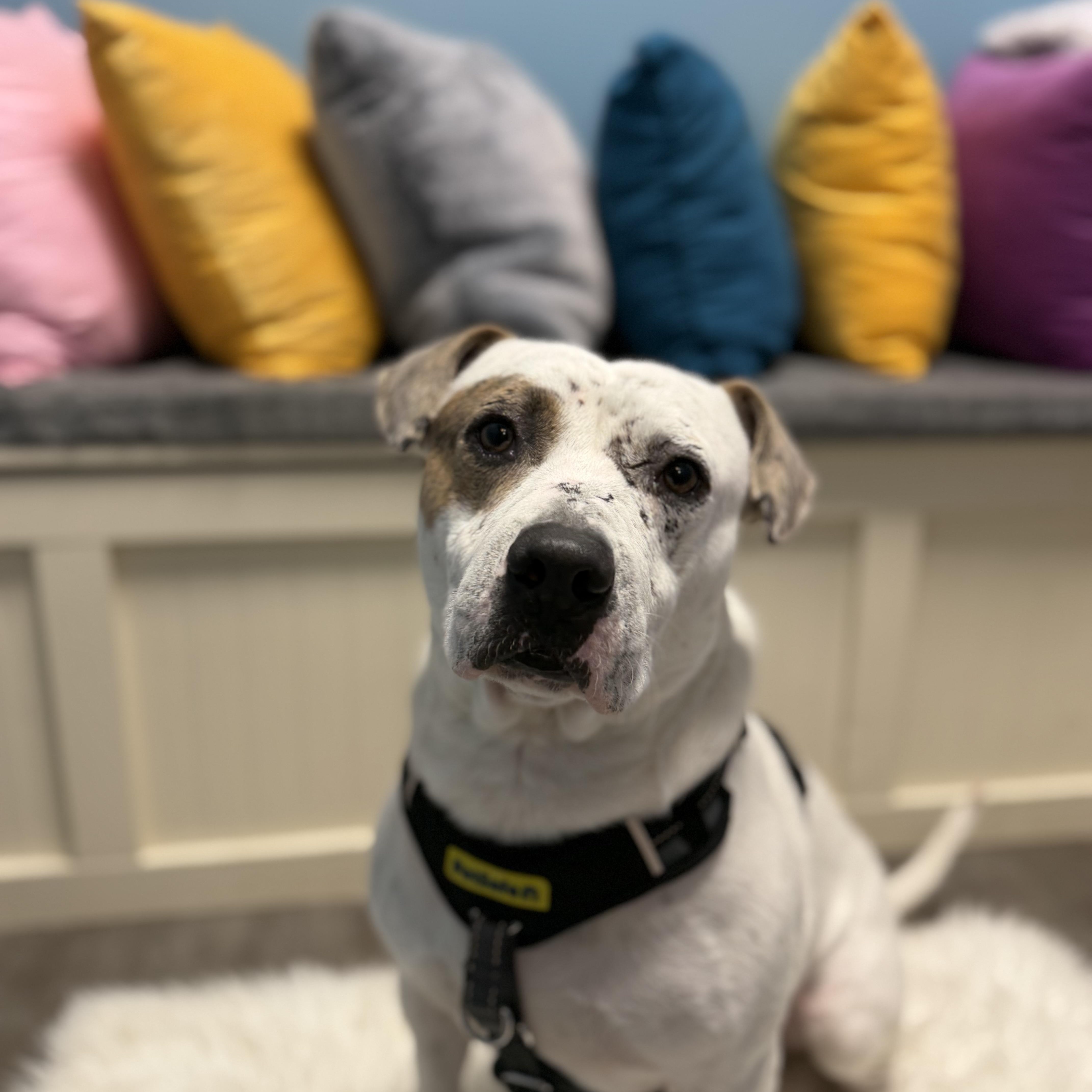 Enlarge Knox, an adoptable mixed breed in Cumberland, RI image 6/6