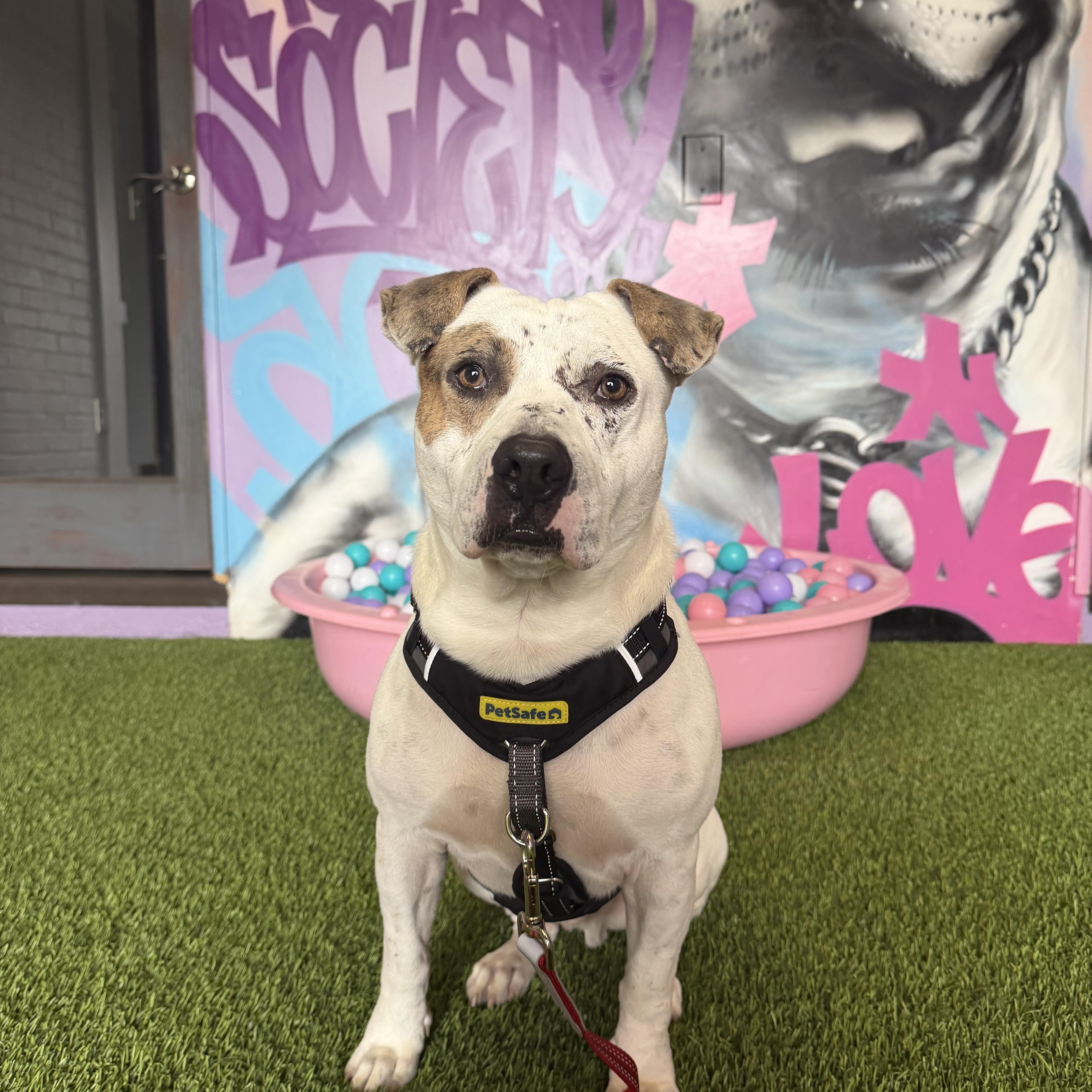Enlarge Knox, an adoptable mixed breed in Cumberland, RI image 3/6