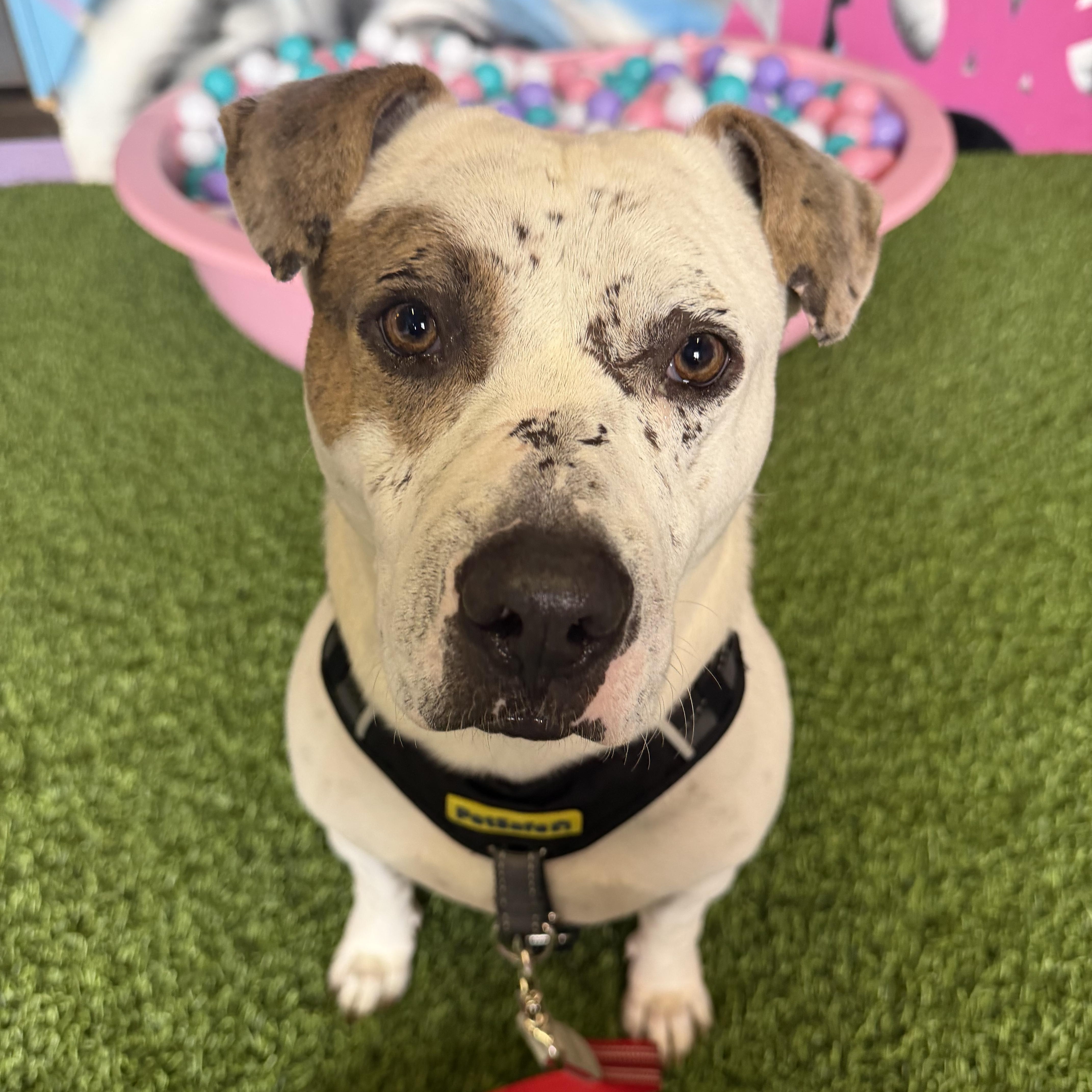 Enlarge Knox, an adoptable mixed breed in Cumberland, RI image 4/6