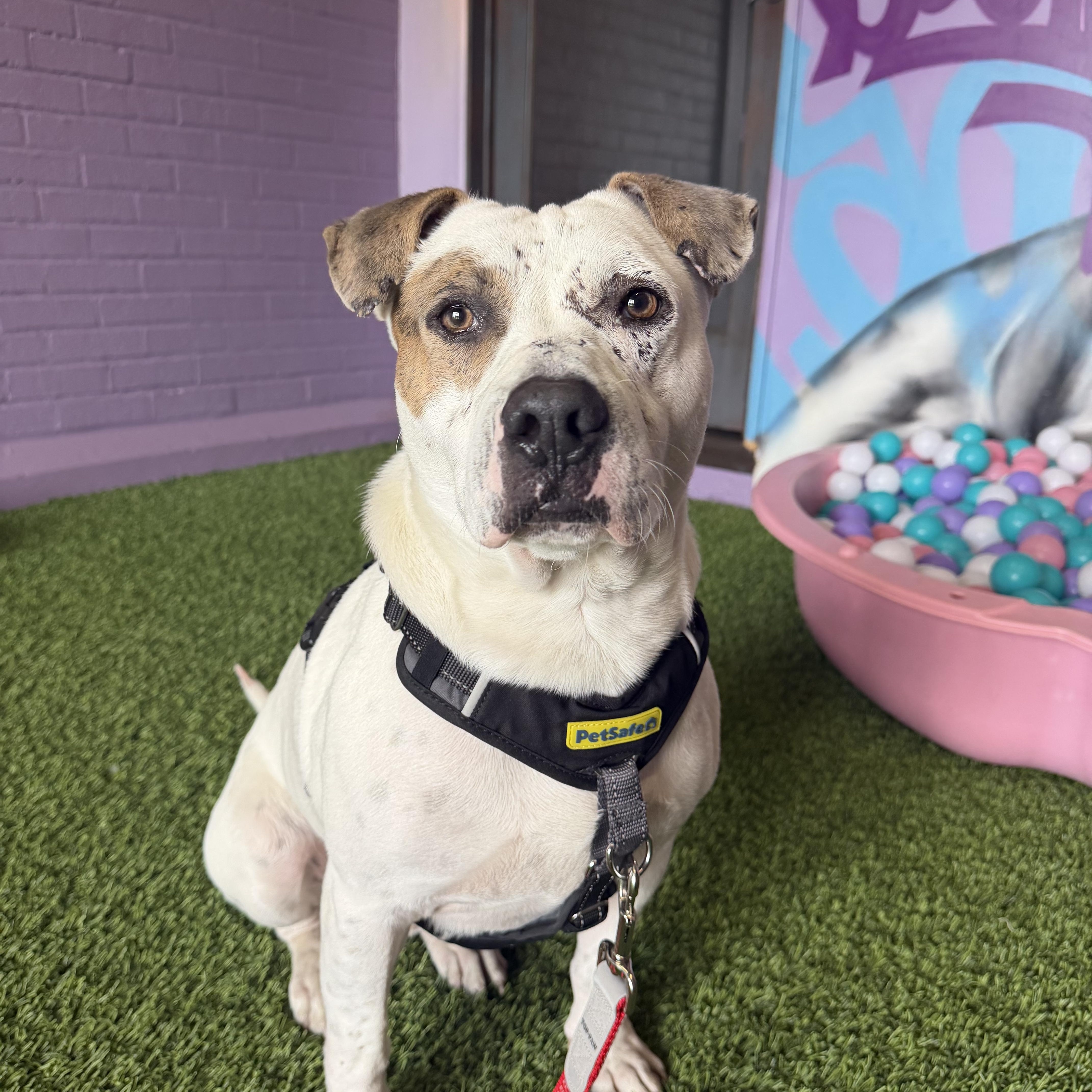 Enlarge Knox, an adoptable mixed breed in Cumberland, RI image 2/6