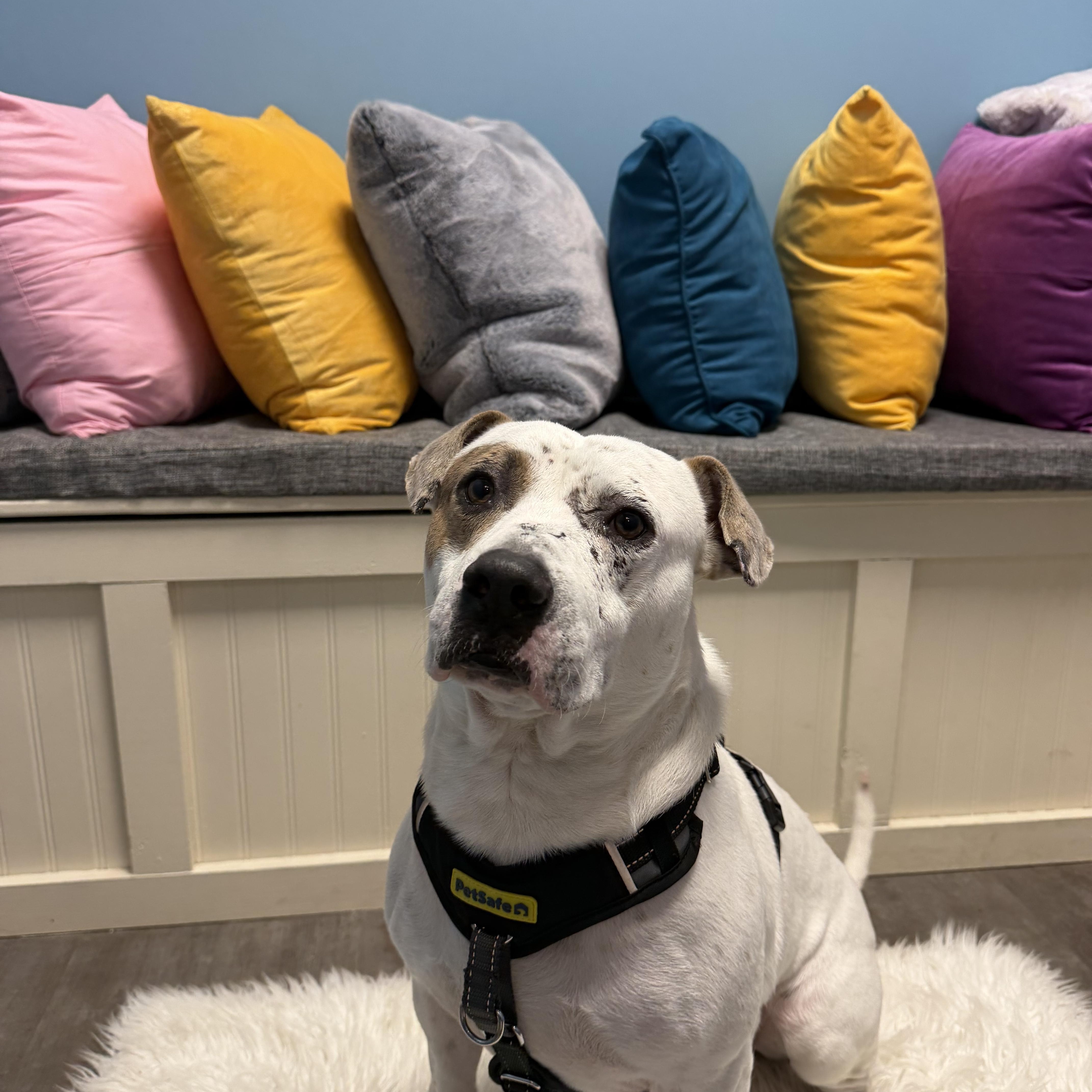 Enlarge Knox, an adoptable mixed breed in Cumberland, RI image 5/6
