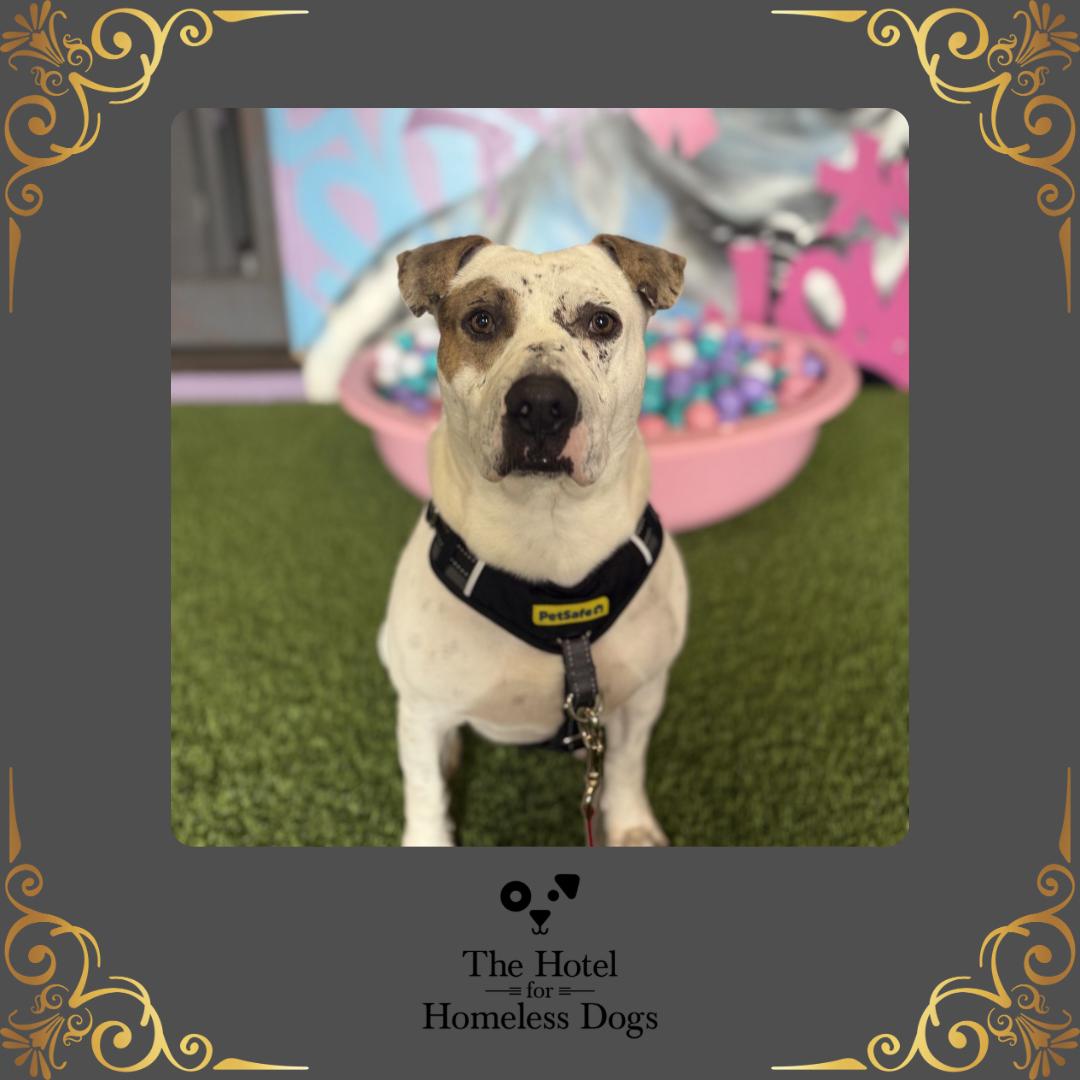 Enlarge Knox, an adoptable mixed breed in Cumberland, RI image 1/6