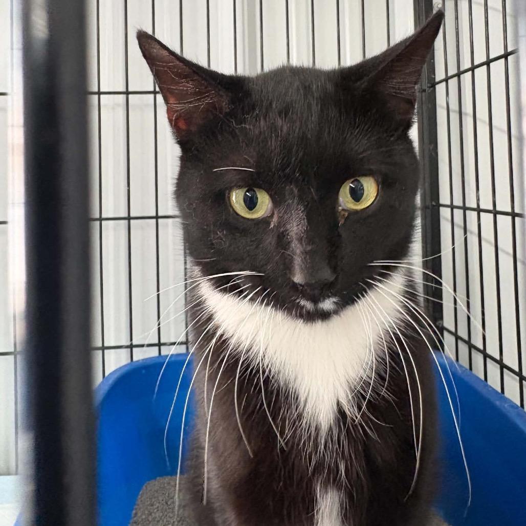 Enlarge BIG Spicy, a Adoptable Domestic Short Hair in Corbin, KY image 1/1