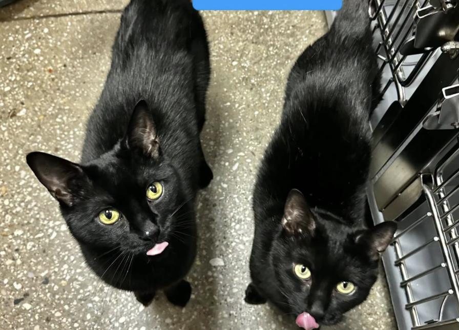 Sonny and Cher, ADOPTABLE, Adult Female Domestic Short Hair.
