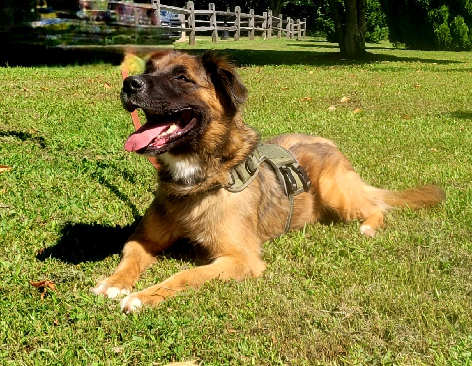 Enlarge Asia-Euthanasia list, a ADOPTABLE mixed breed in Monroe Twp, NJ image 3/6