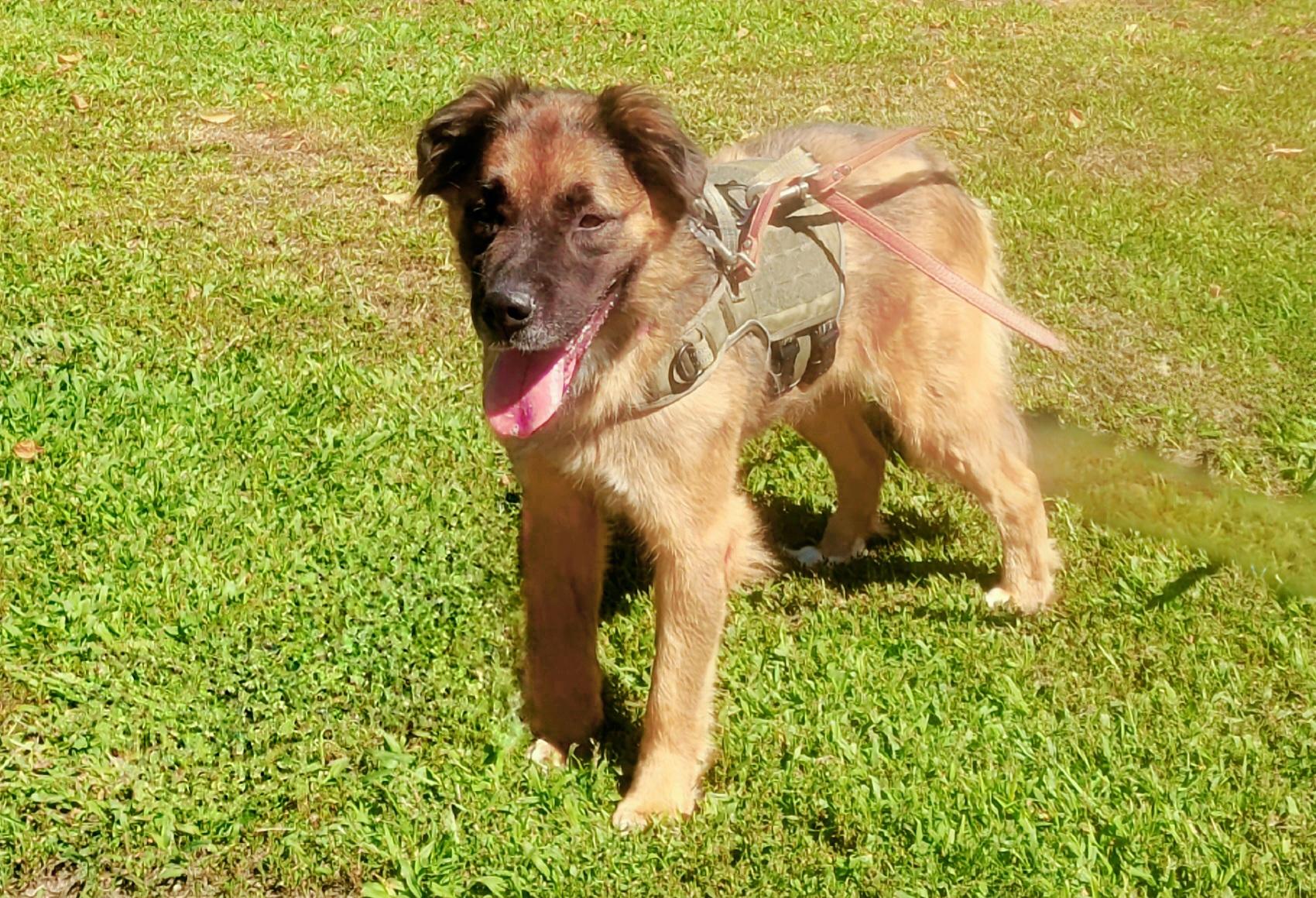 Enlarge Asia-Euthanasia list, a ADOPTABLE mixed breed in Monroe Twp, NJ image 2/6