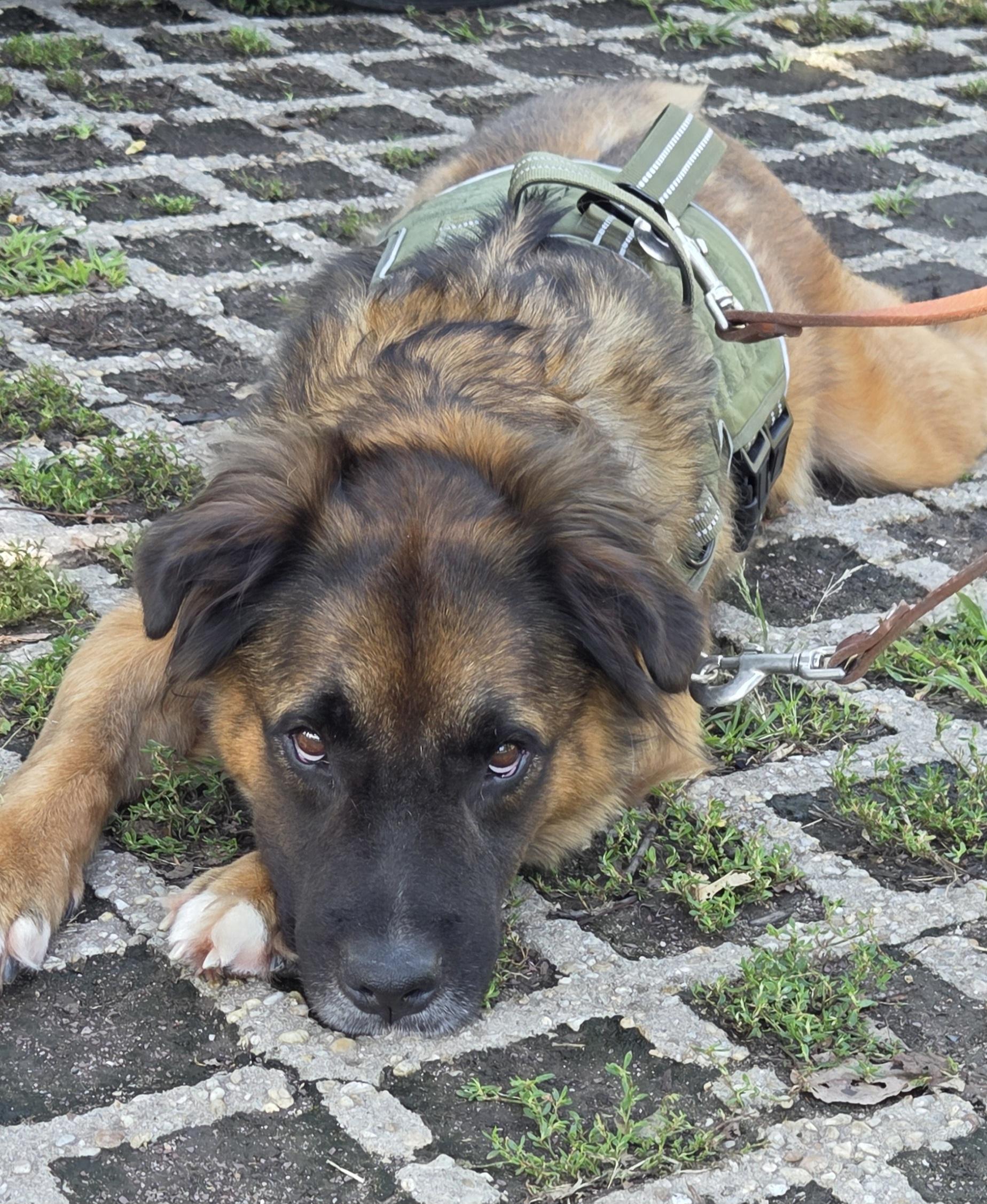 Asia-Euthanasia list, ADOPTABLE, Young Female Shepherd & Retriever.