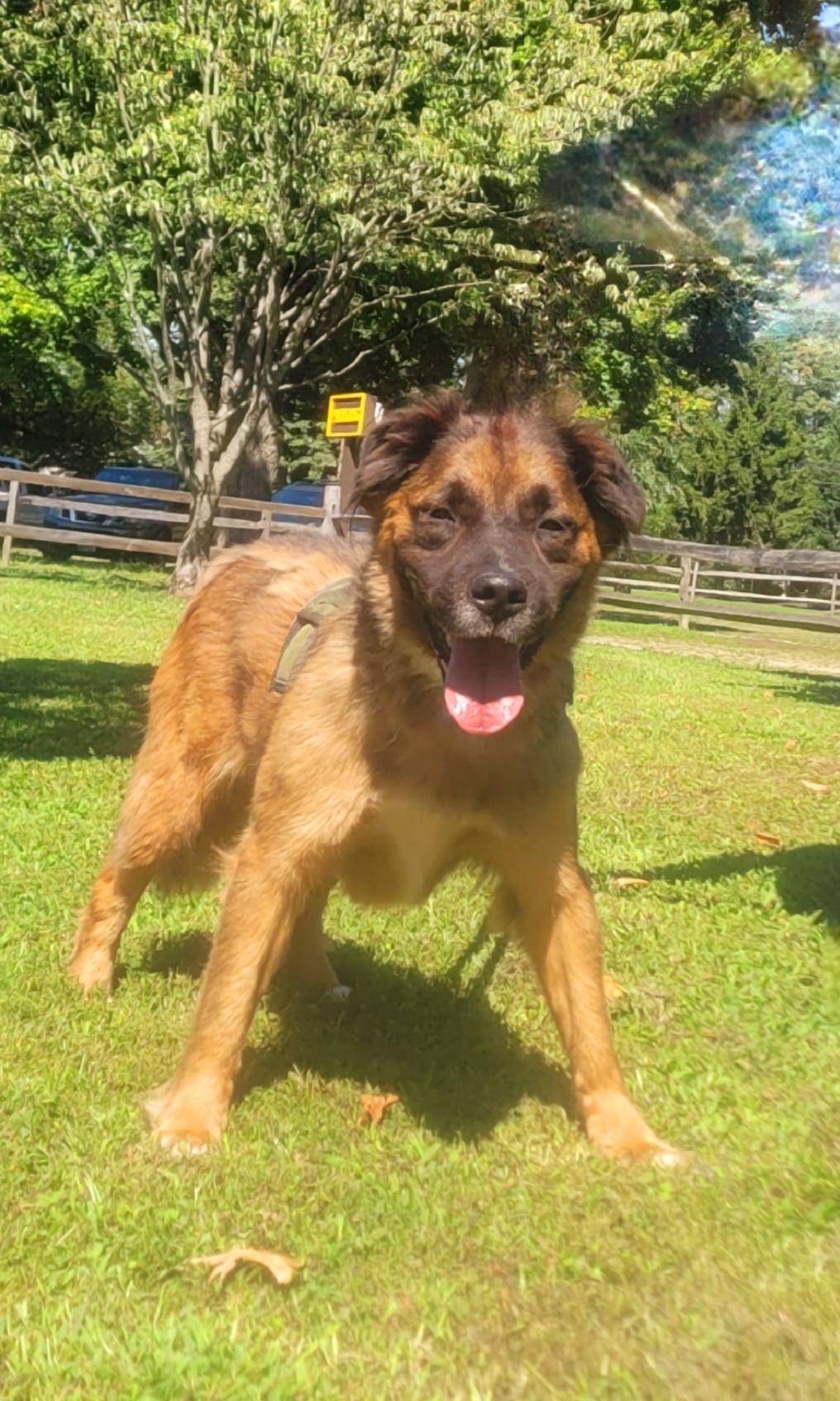Enlarge Asia-Euthanasia list, a ADOPTABLE mixed breed in Monroe Twp, NJ image 5/6