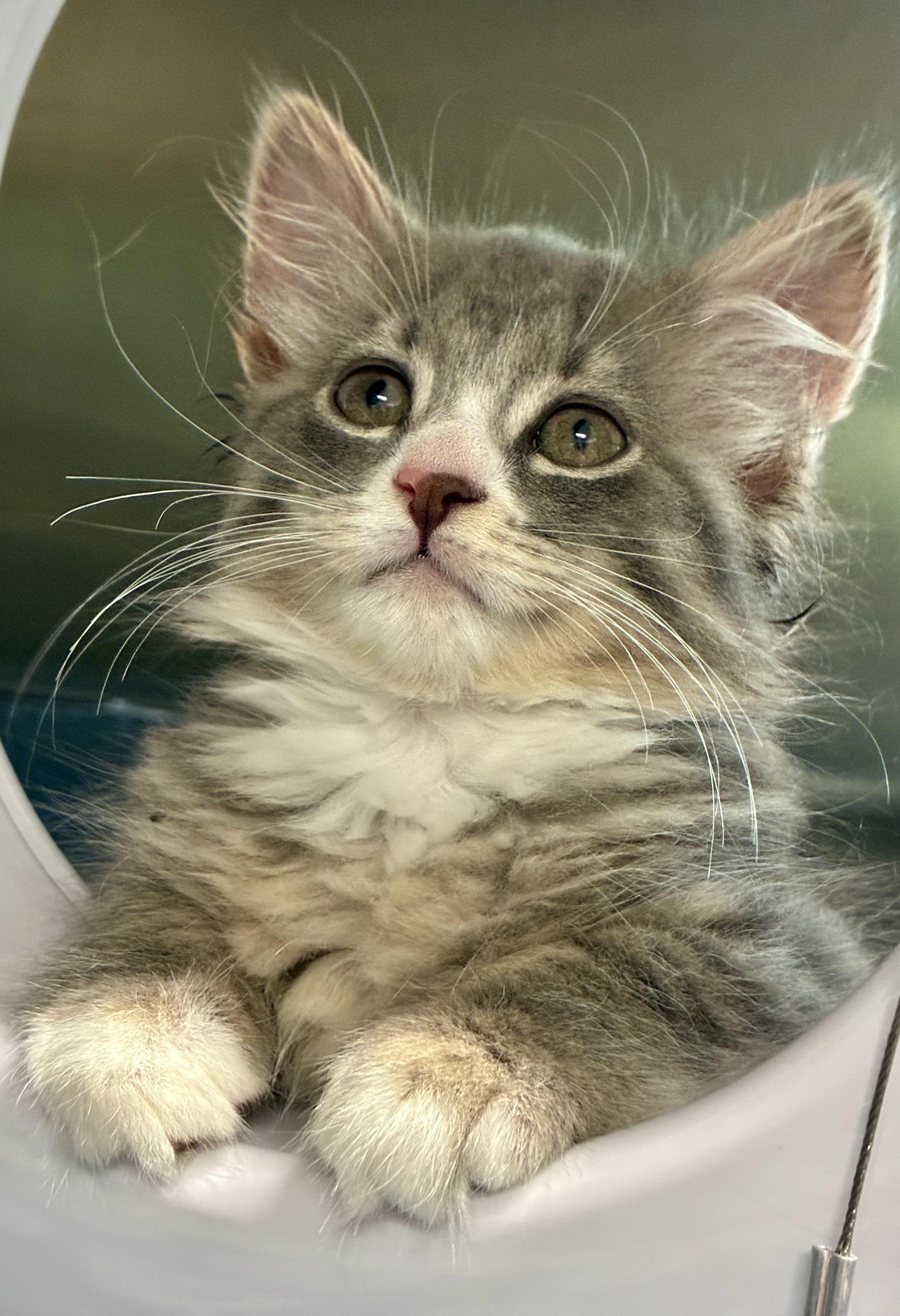 Enlarge Endra, a ADOPTABLE Domestic Long Hair in Sandusky, MI image 5/6