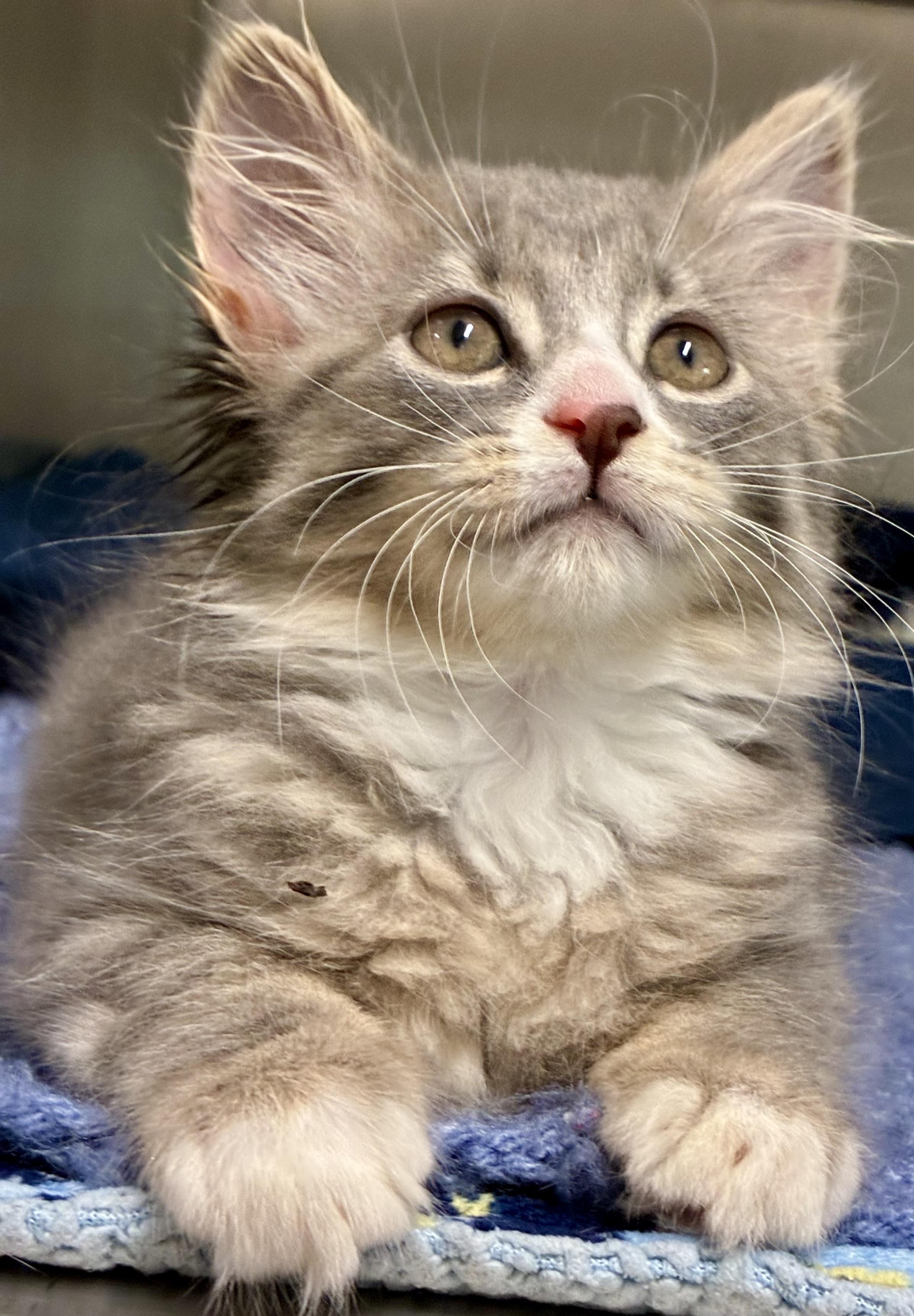Enlarge Endra, a ADOPTABLE Domestic Long Hair in Sandusky, MI image 2/6