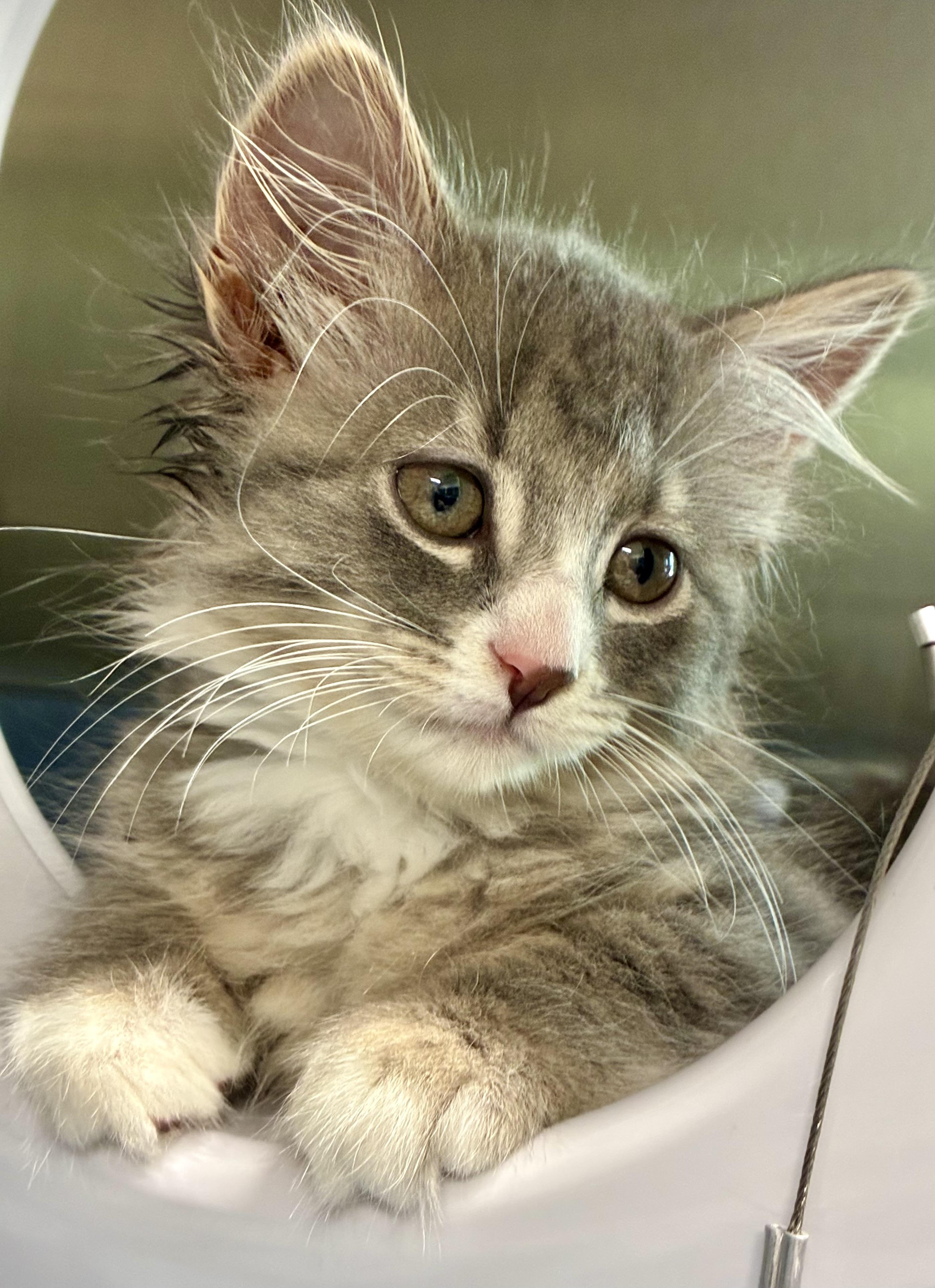 Enlarge Endra, a ADOPTABLE Domestic Long Hair in Sandusky, MI image 3/6