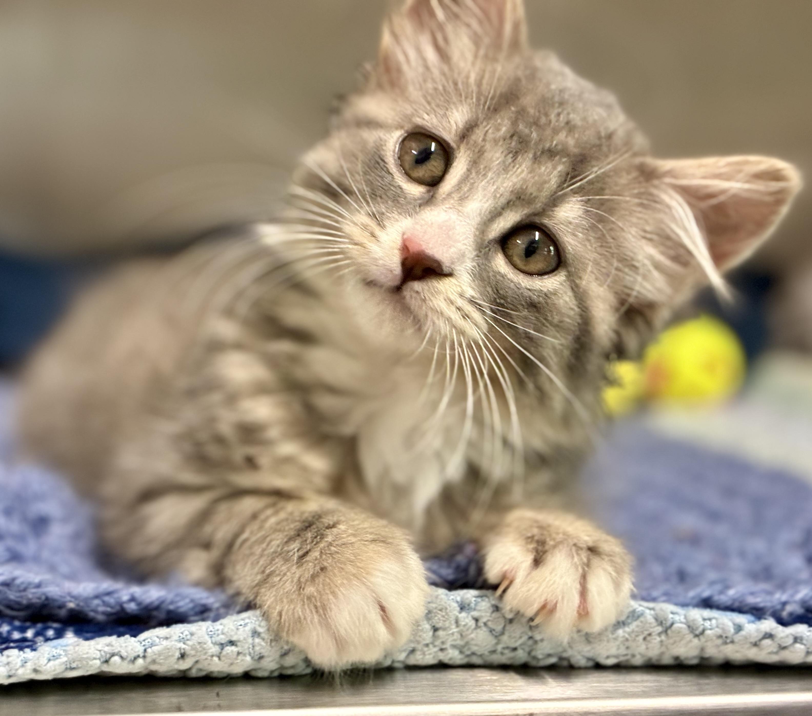 Enlarge Endra, a ADOPTABLE Domestic Long Hair in Sandusky, MI image 1/6