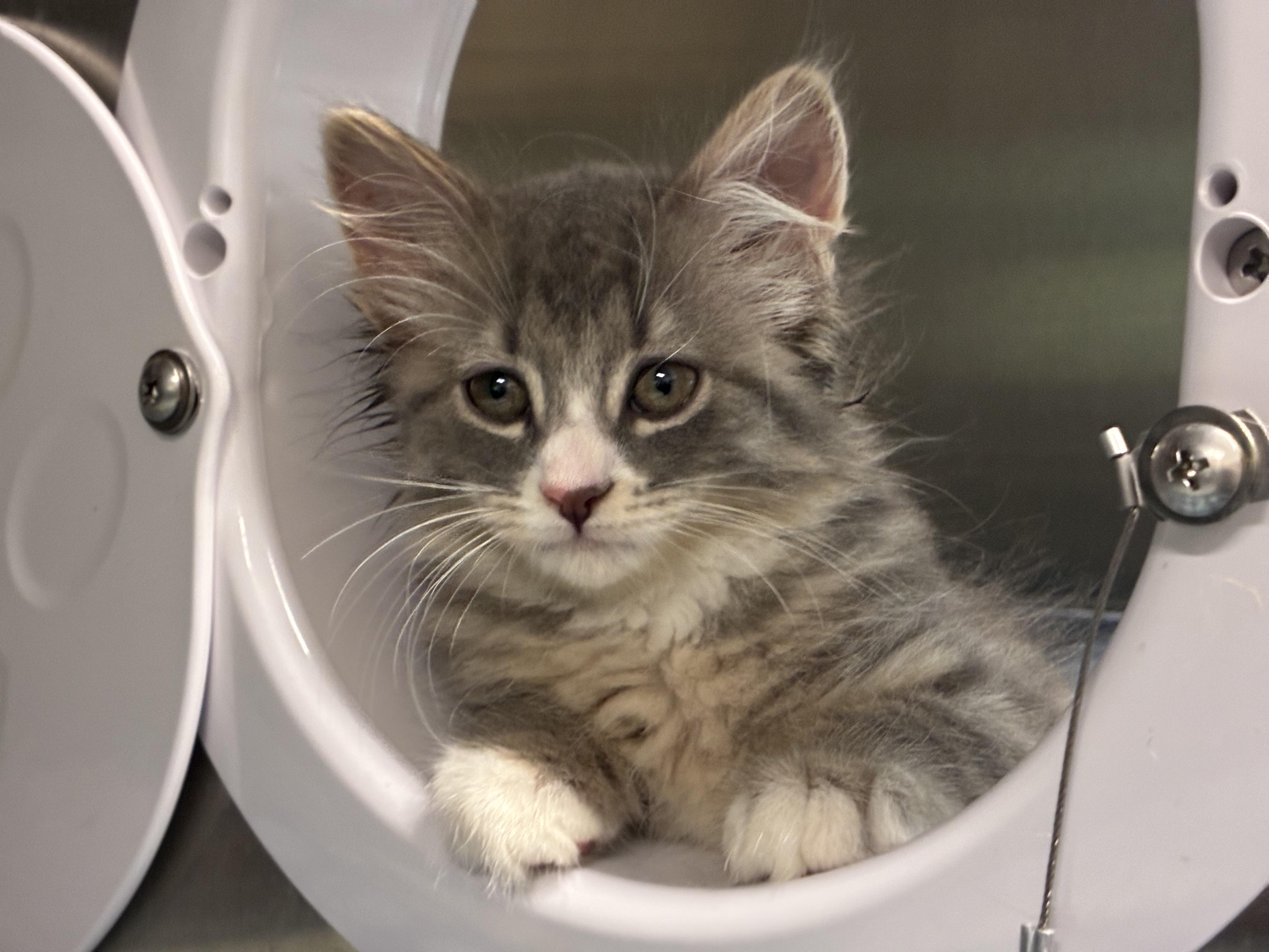Enlarge Endra, a ADOPTABLE Domestic Long Hair in Sandusky, MI image 4/6