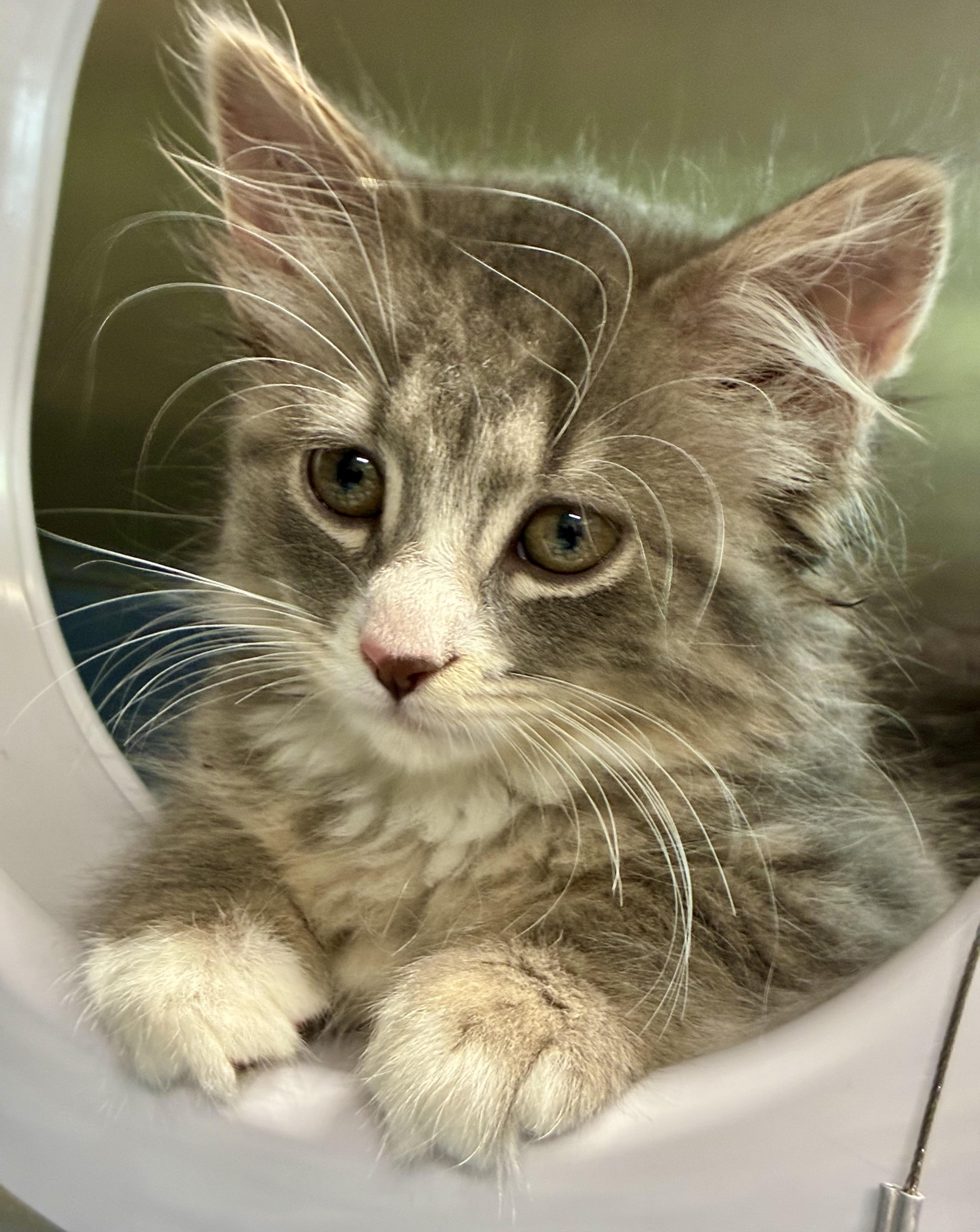 Enlarge Endra, a ADOPTABLE Domestic Long Hair in Sandusky, MI image 6/6
