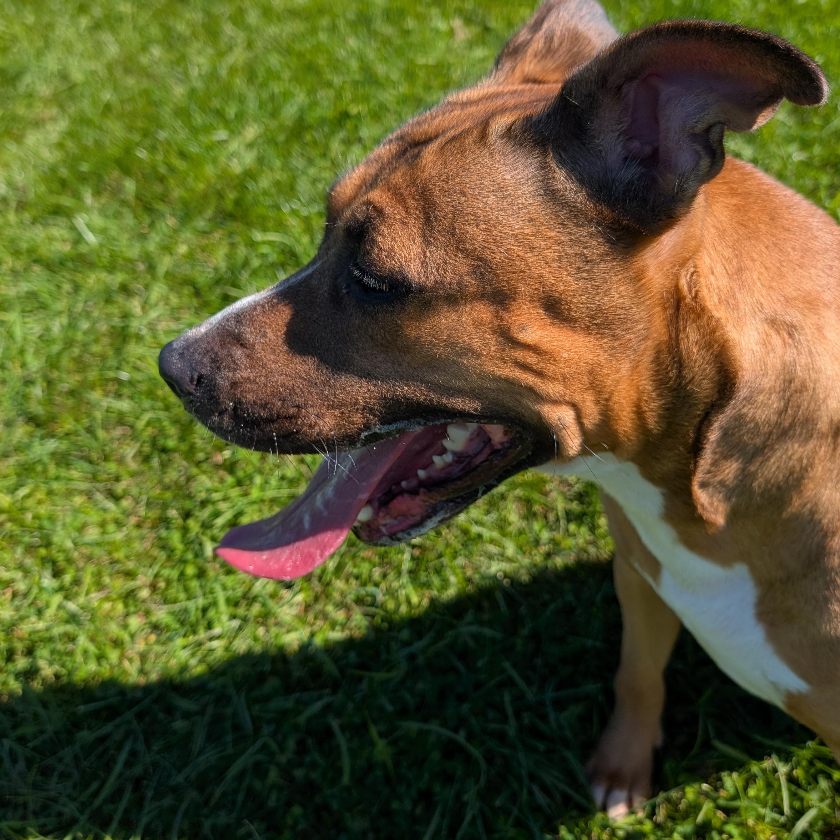 192446 LOOKING FOR OWNER, Adoptable, Adult Female Pit Bull Terrier.