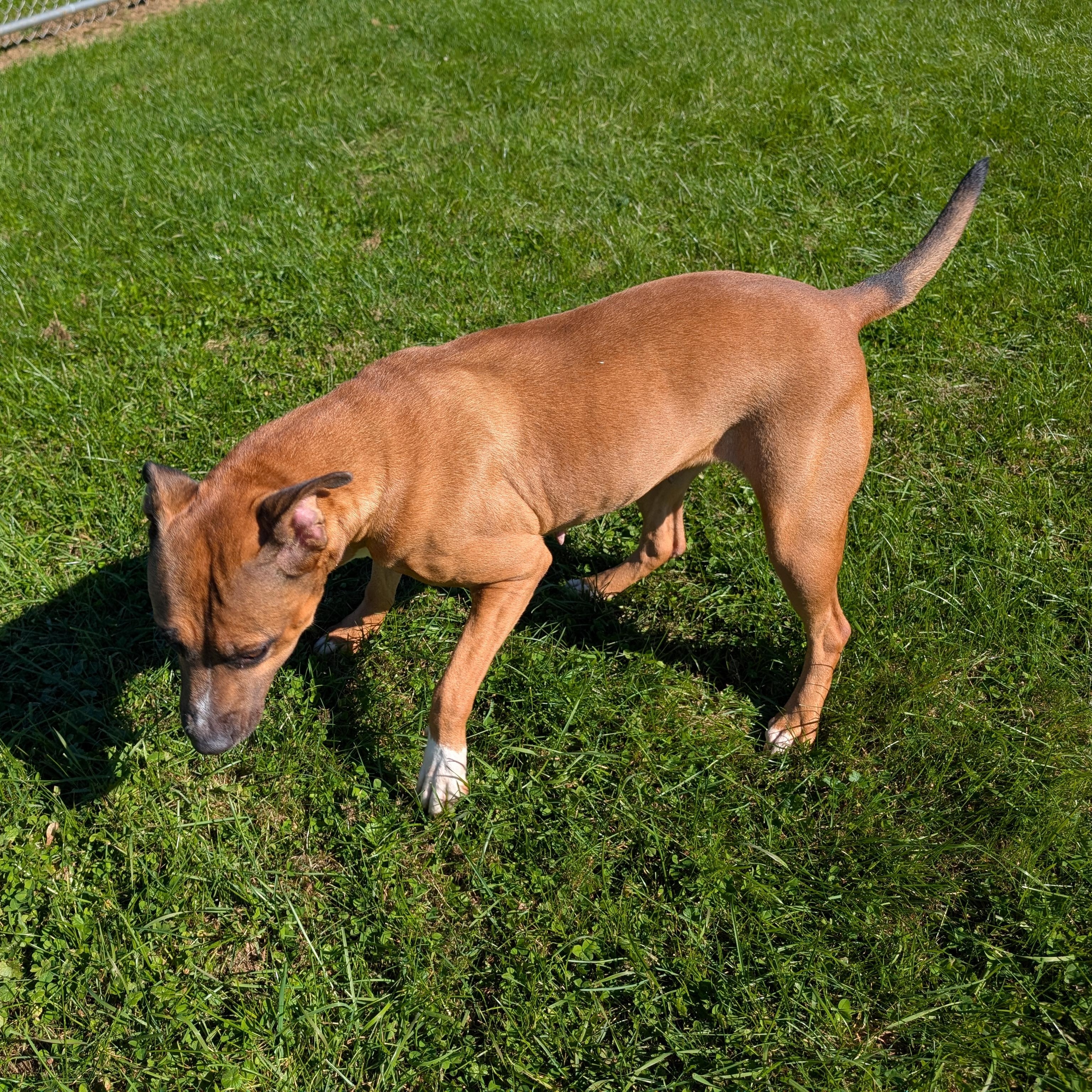 Enlarge 192446 LOOKING FOR OWNER, a Adoptable Pit Bull Terrier in Ravenna, OH image 5/5