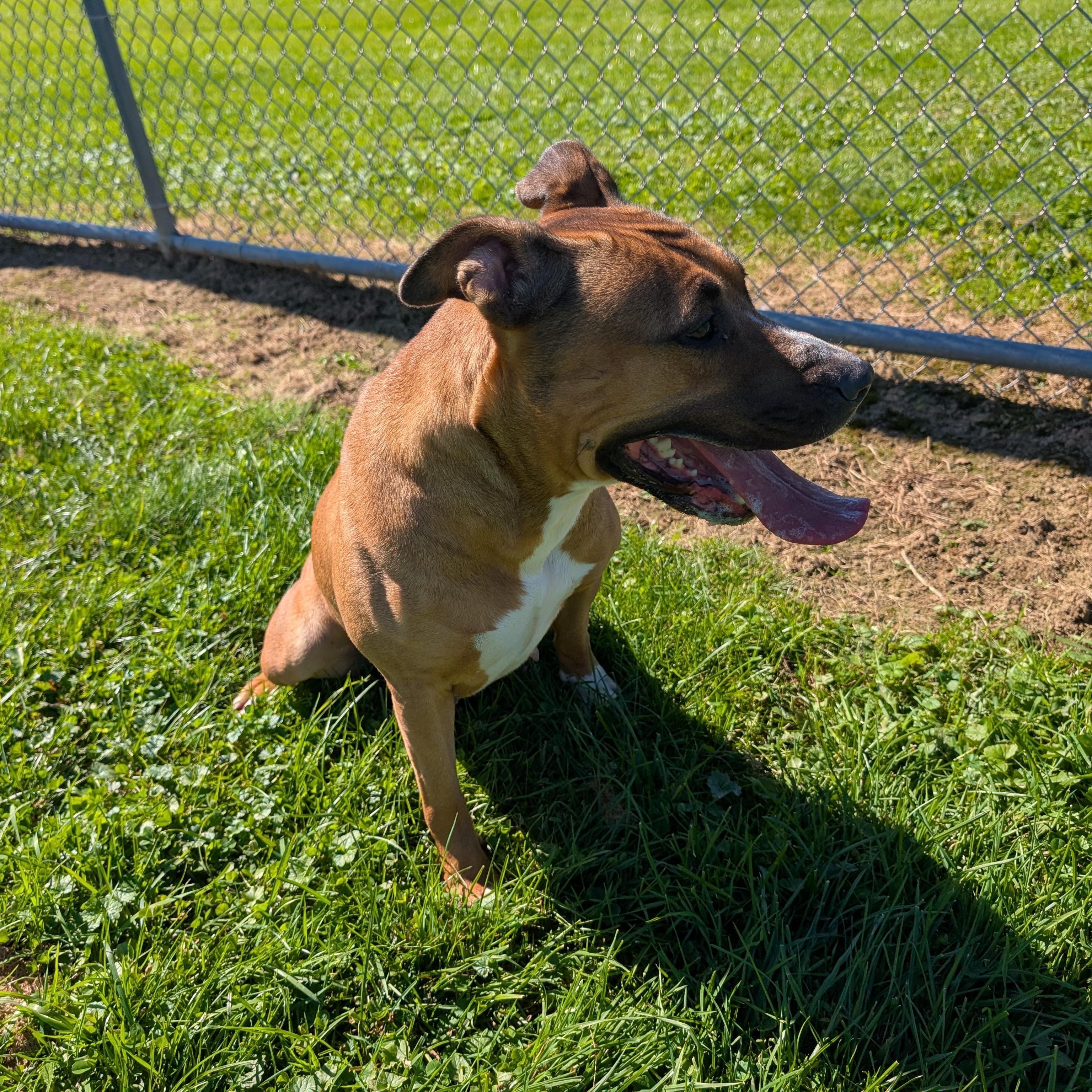 Enlarge 192446 LOOKING FOR OWNER, a Adoptable Pit Bull Terrier in Ravenna, OH image 4/5